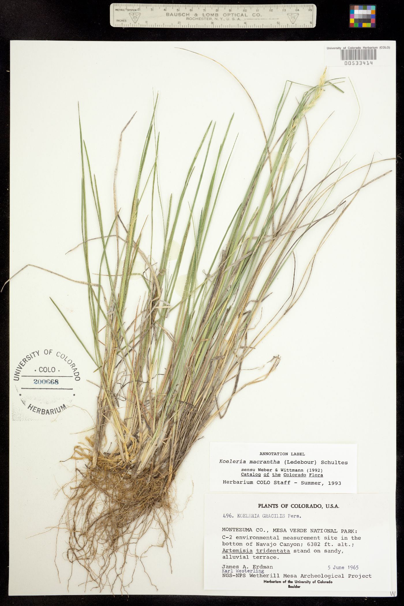 Koeleria macrantha image