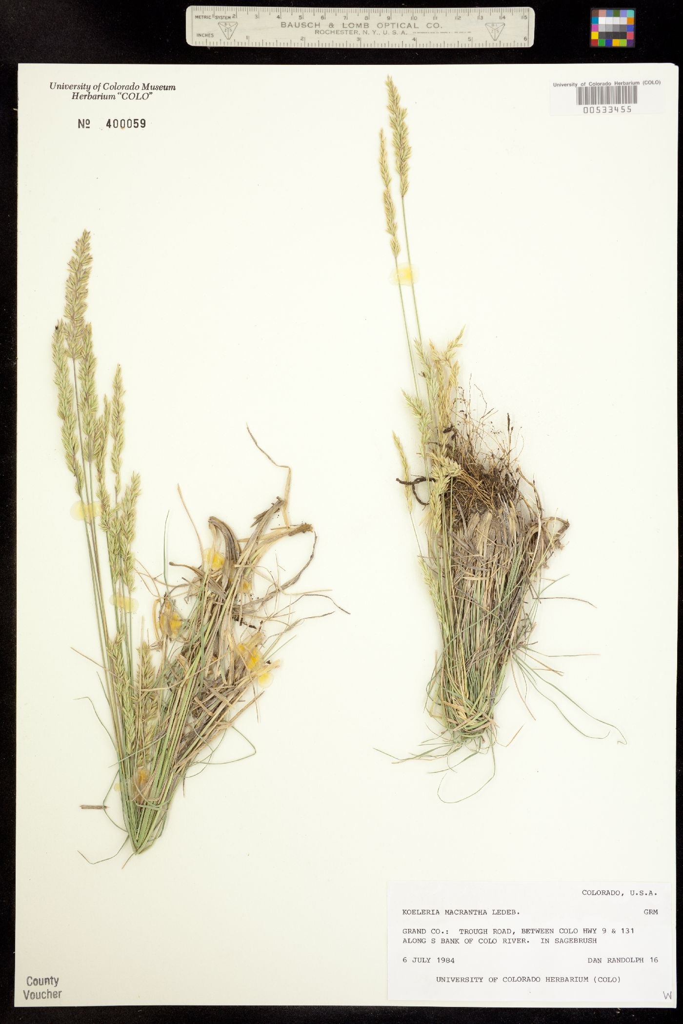 Koeleria macrantha image