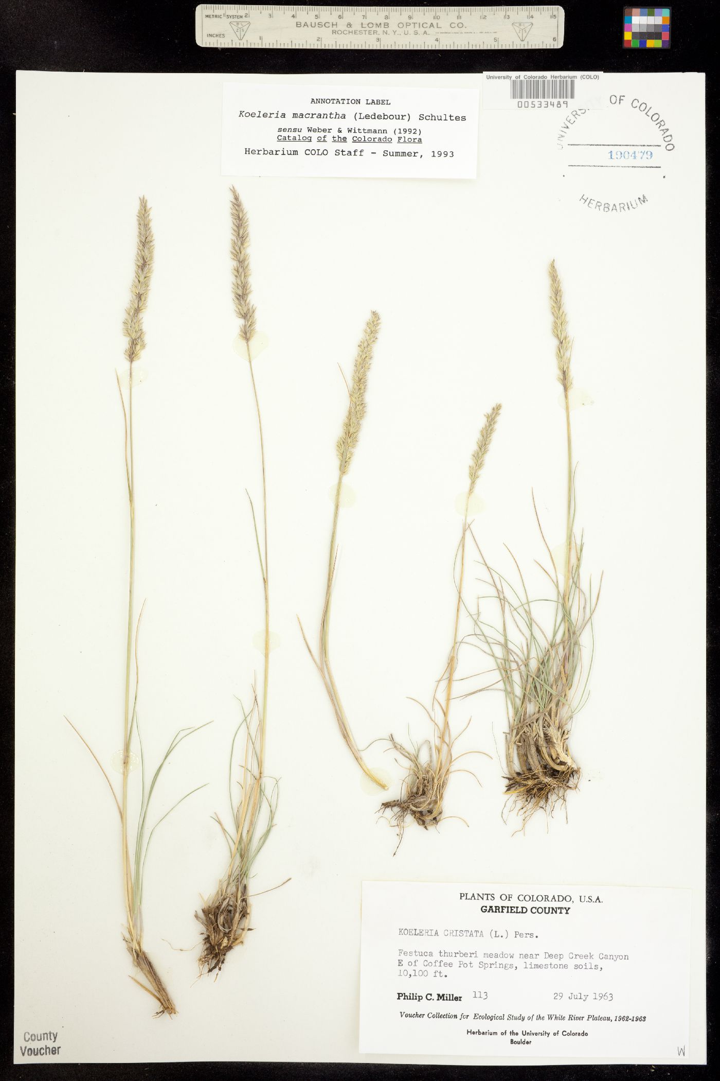 Koeleria macrantha image