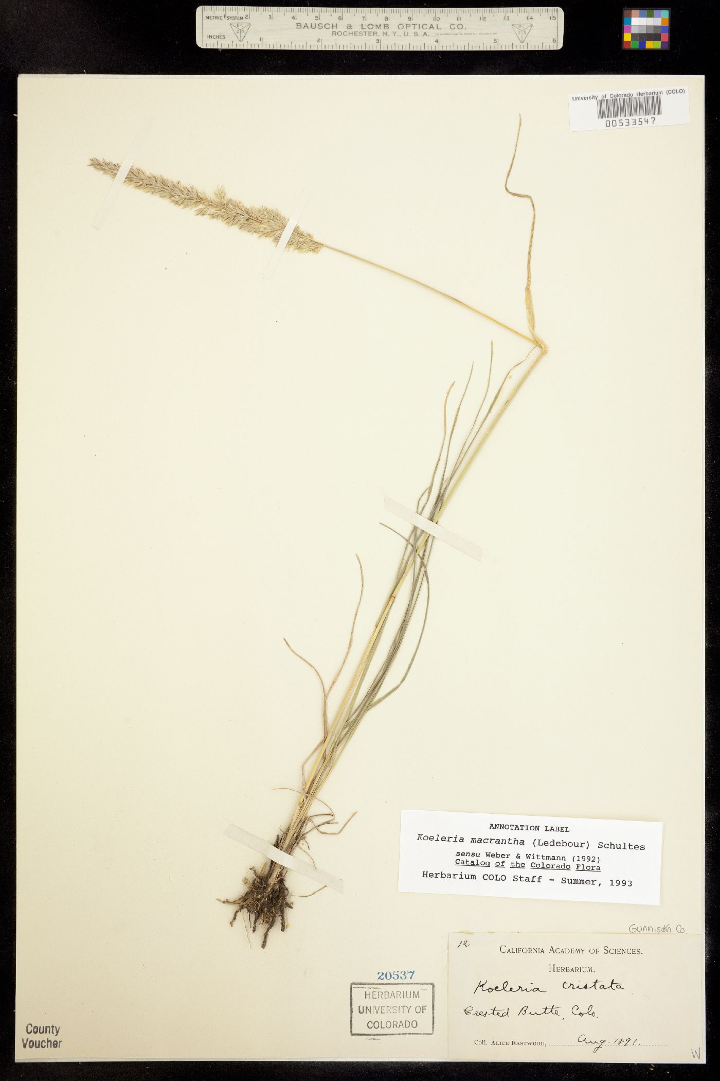 Koeleria macrantha image