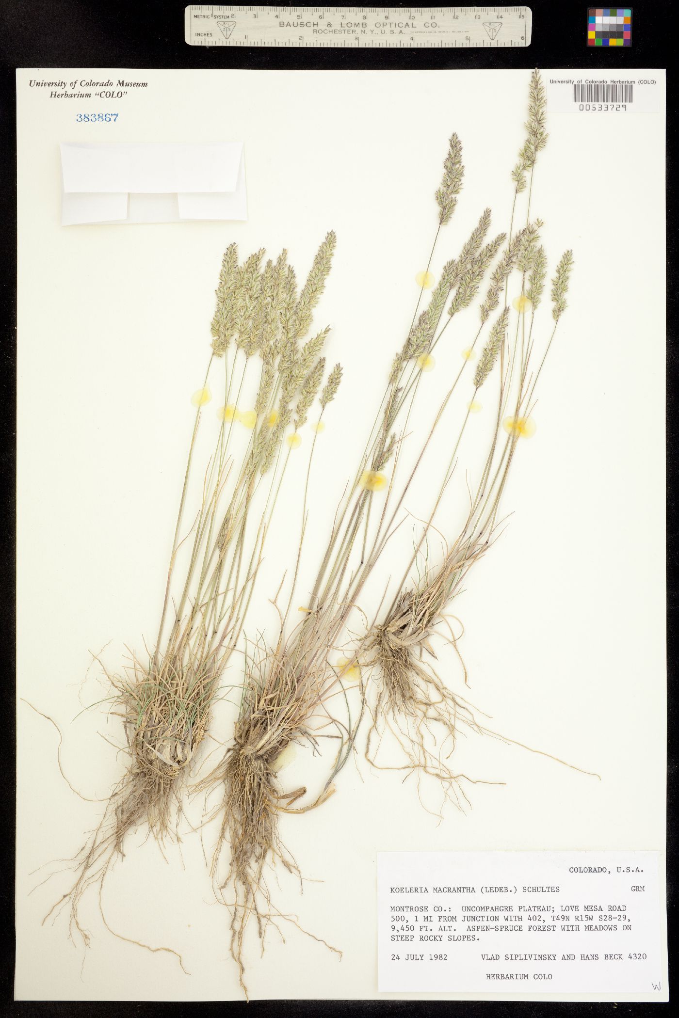 Koeleria macrantha image