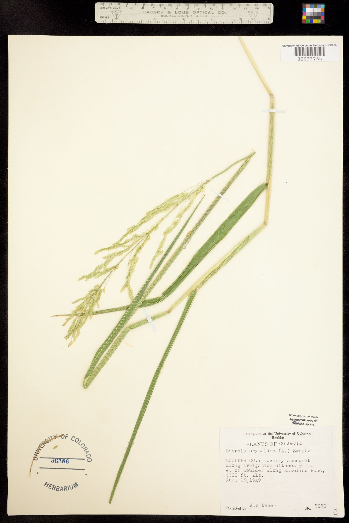 Leersia oryzoides image