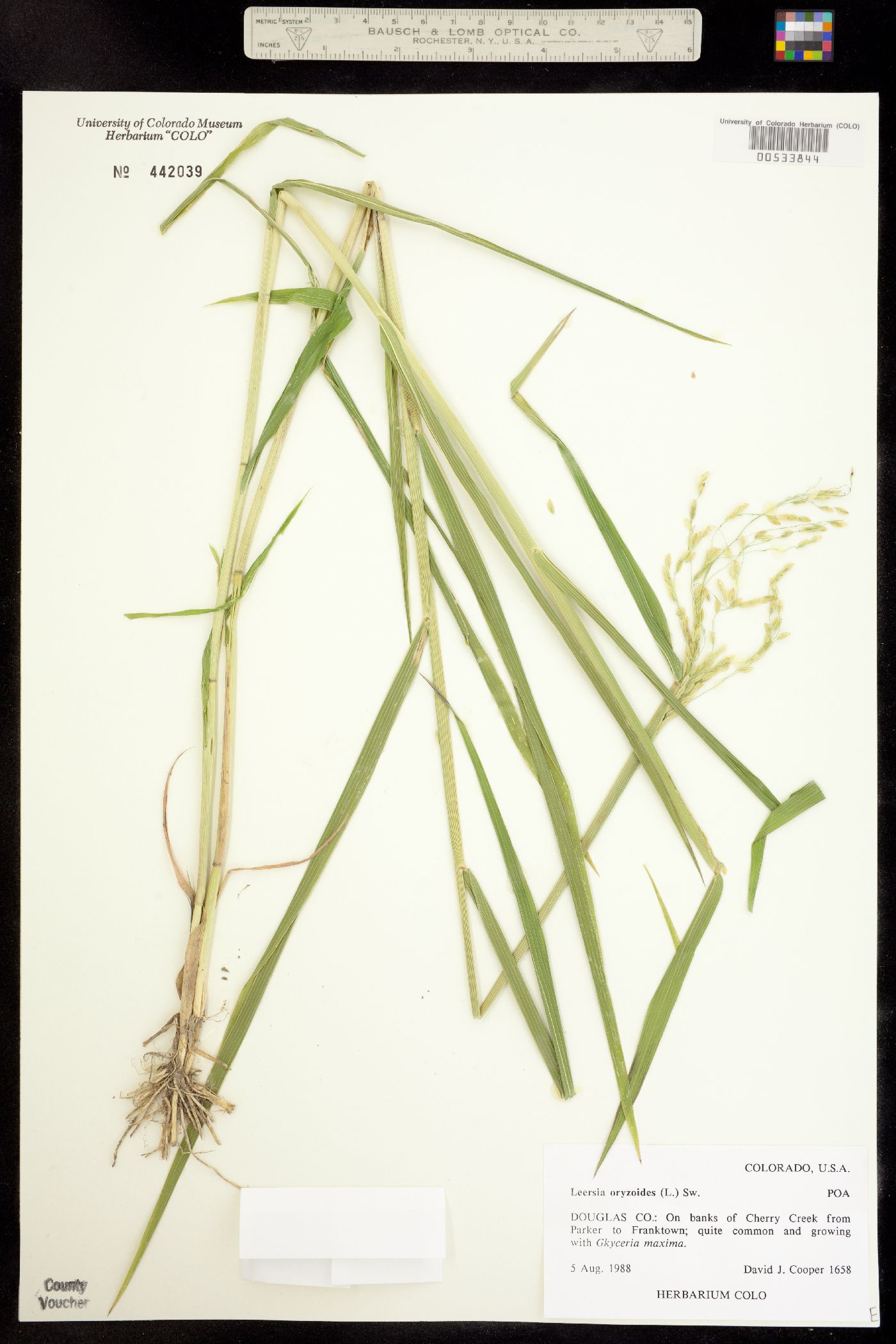 Leersia oryzoides image