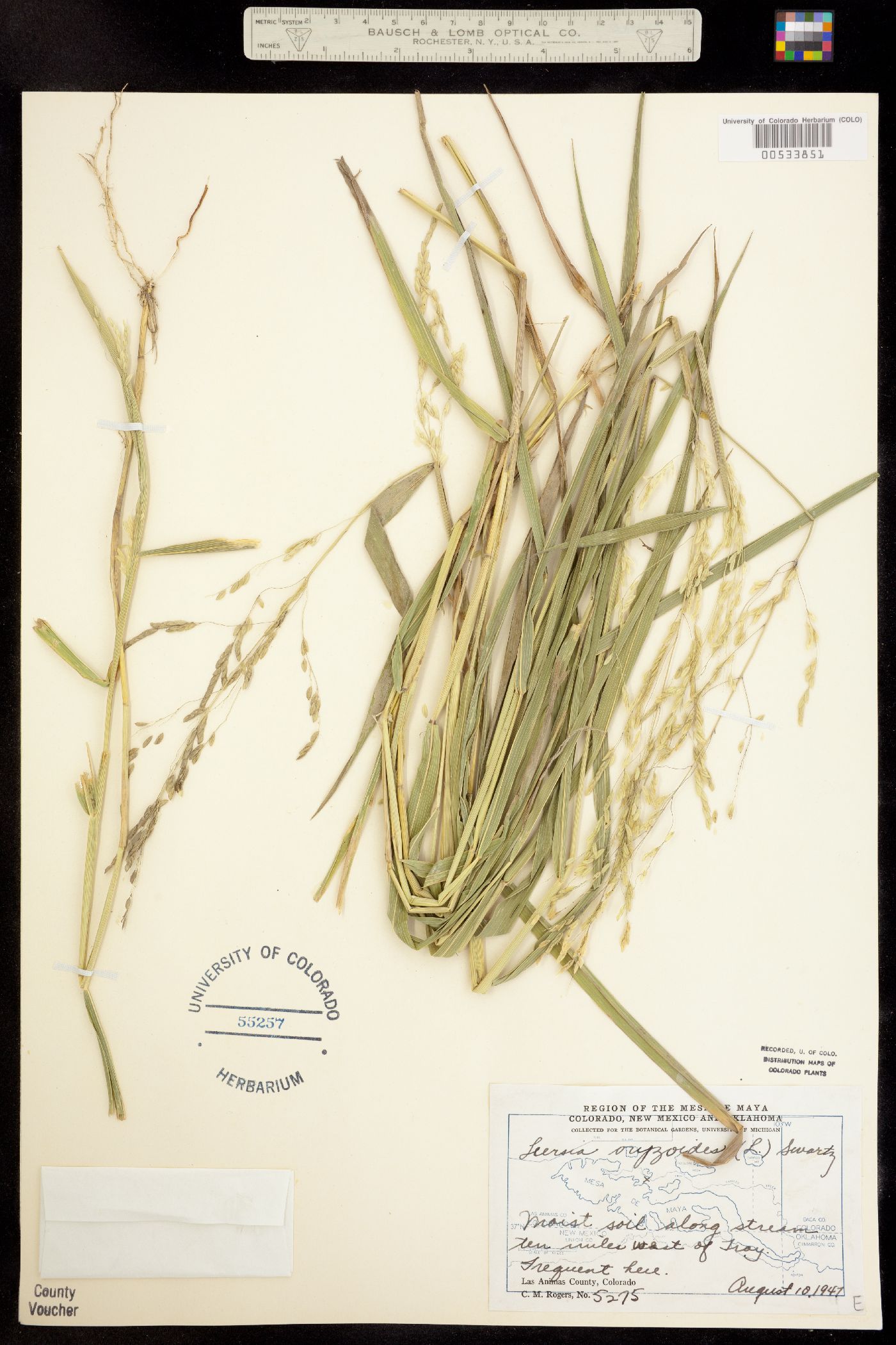 Leersia oryzoides image