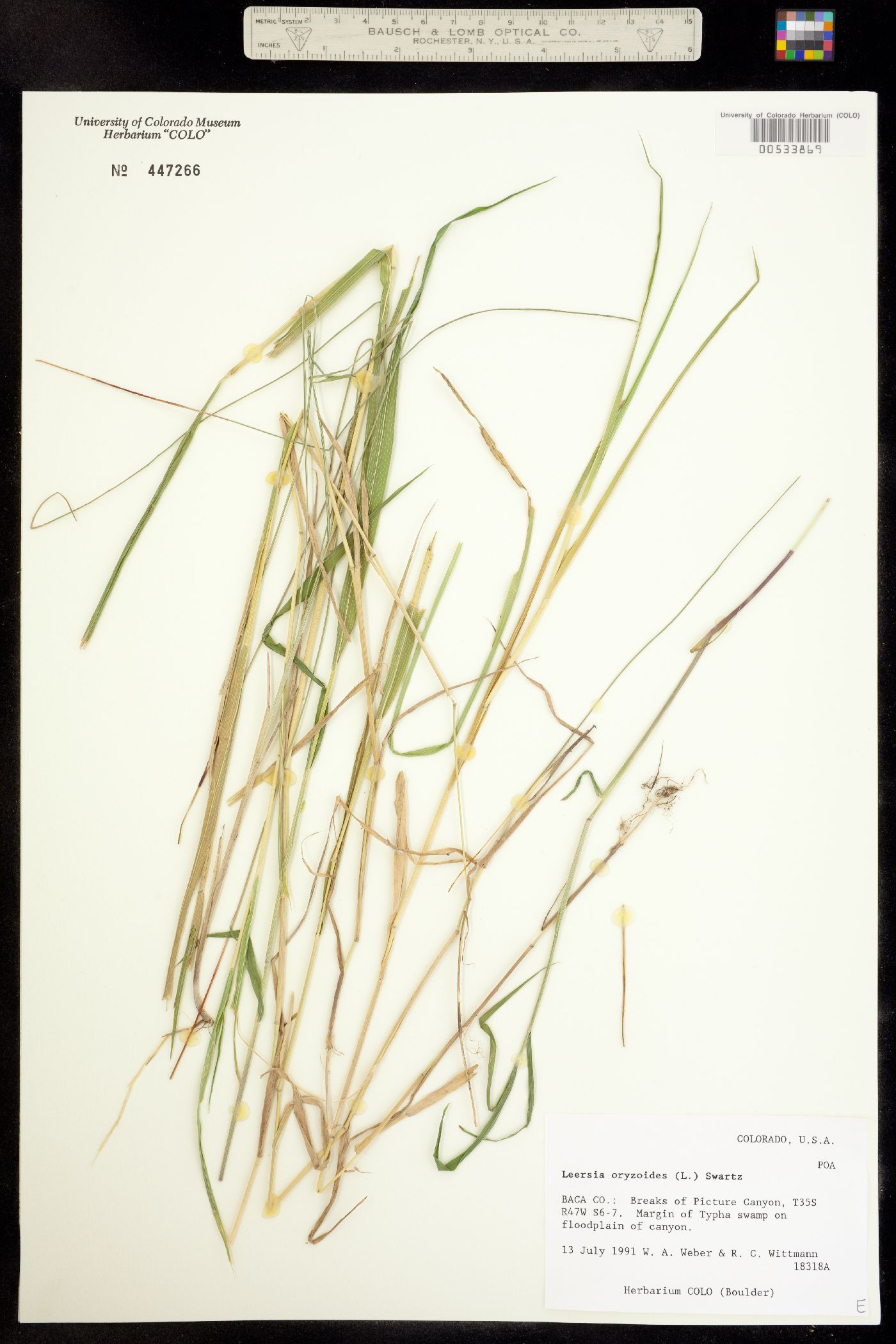 Leersia oryzoides image