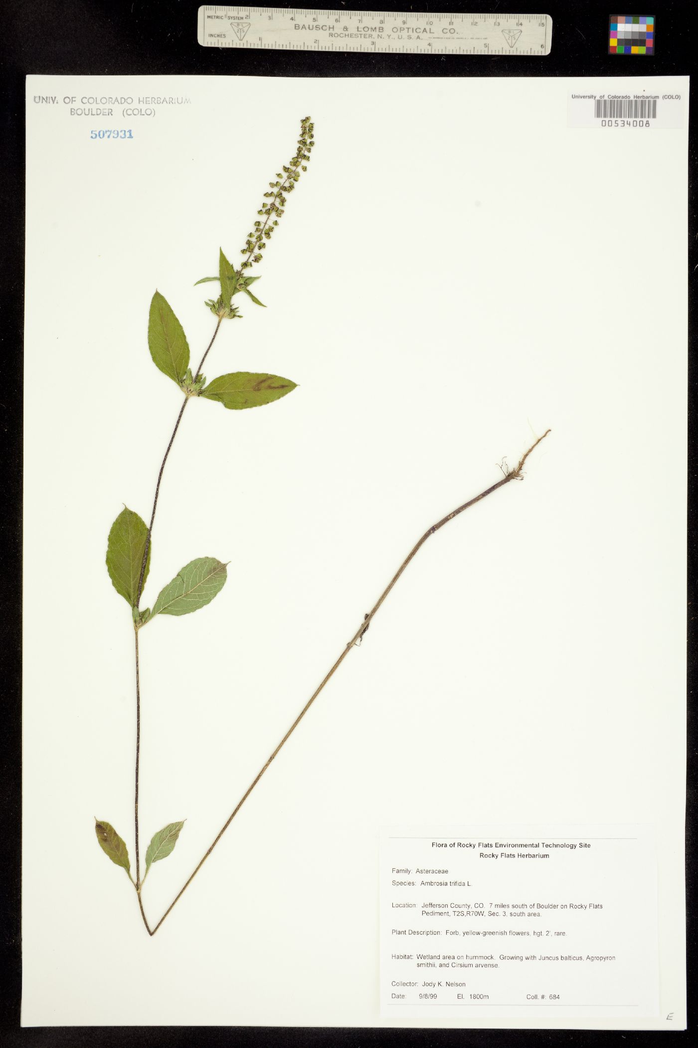 Ambrosia trifida image