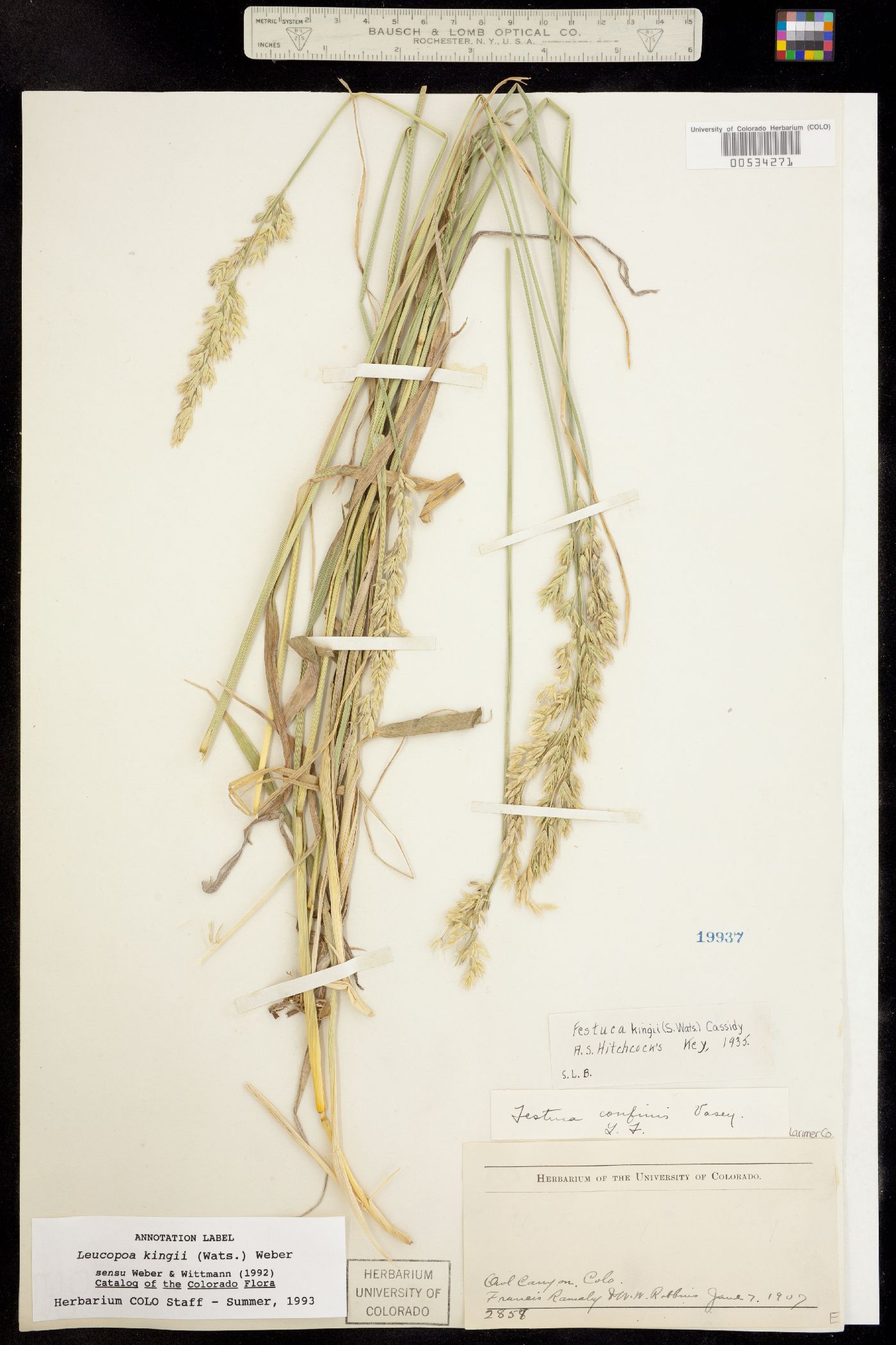Leucopoa kingii image