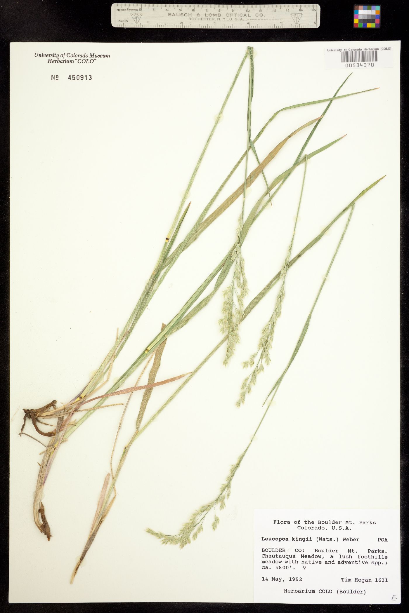 Leucopoa kingii image