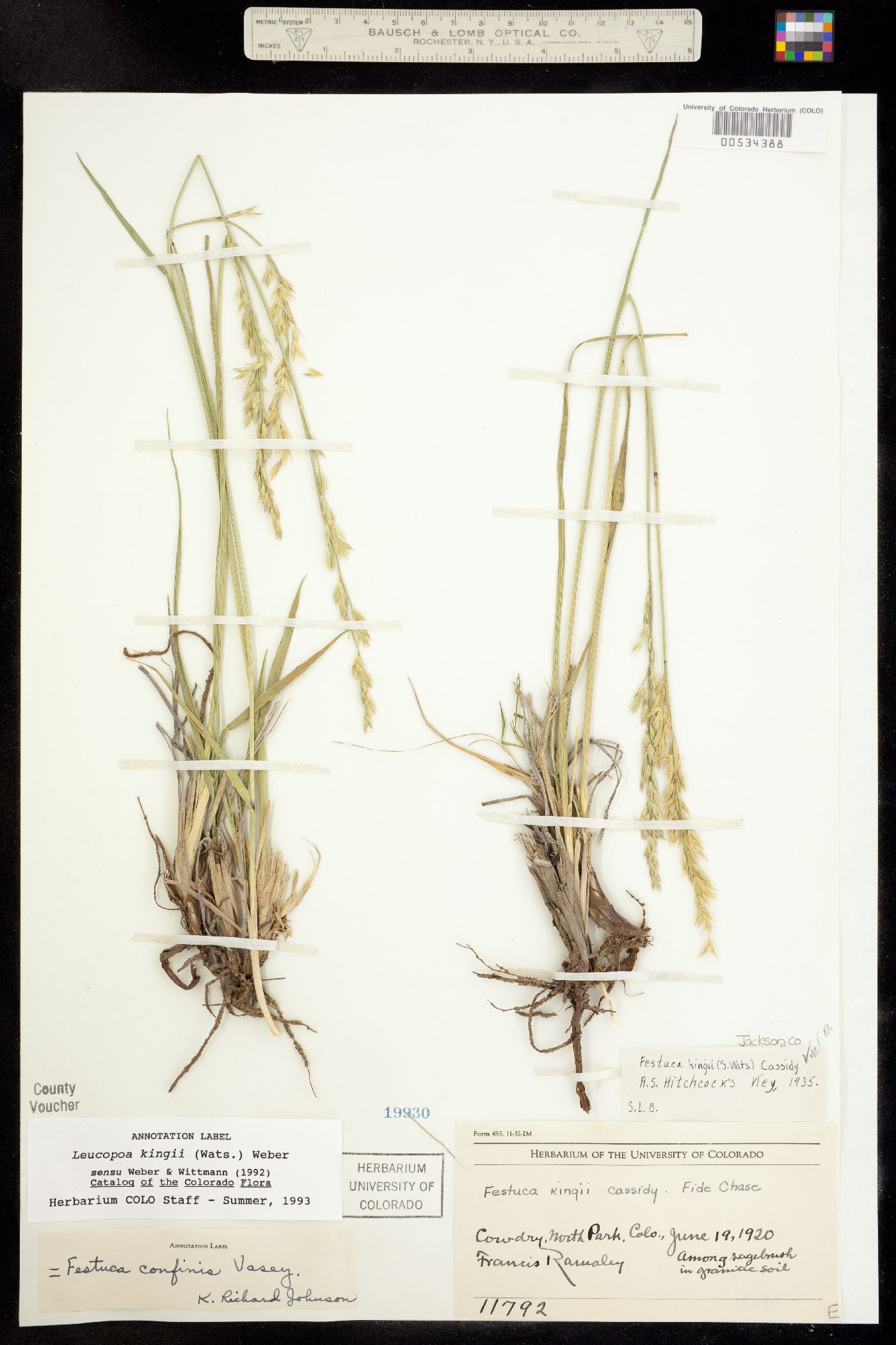Leucopoa image