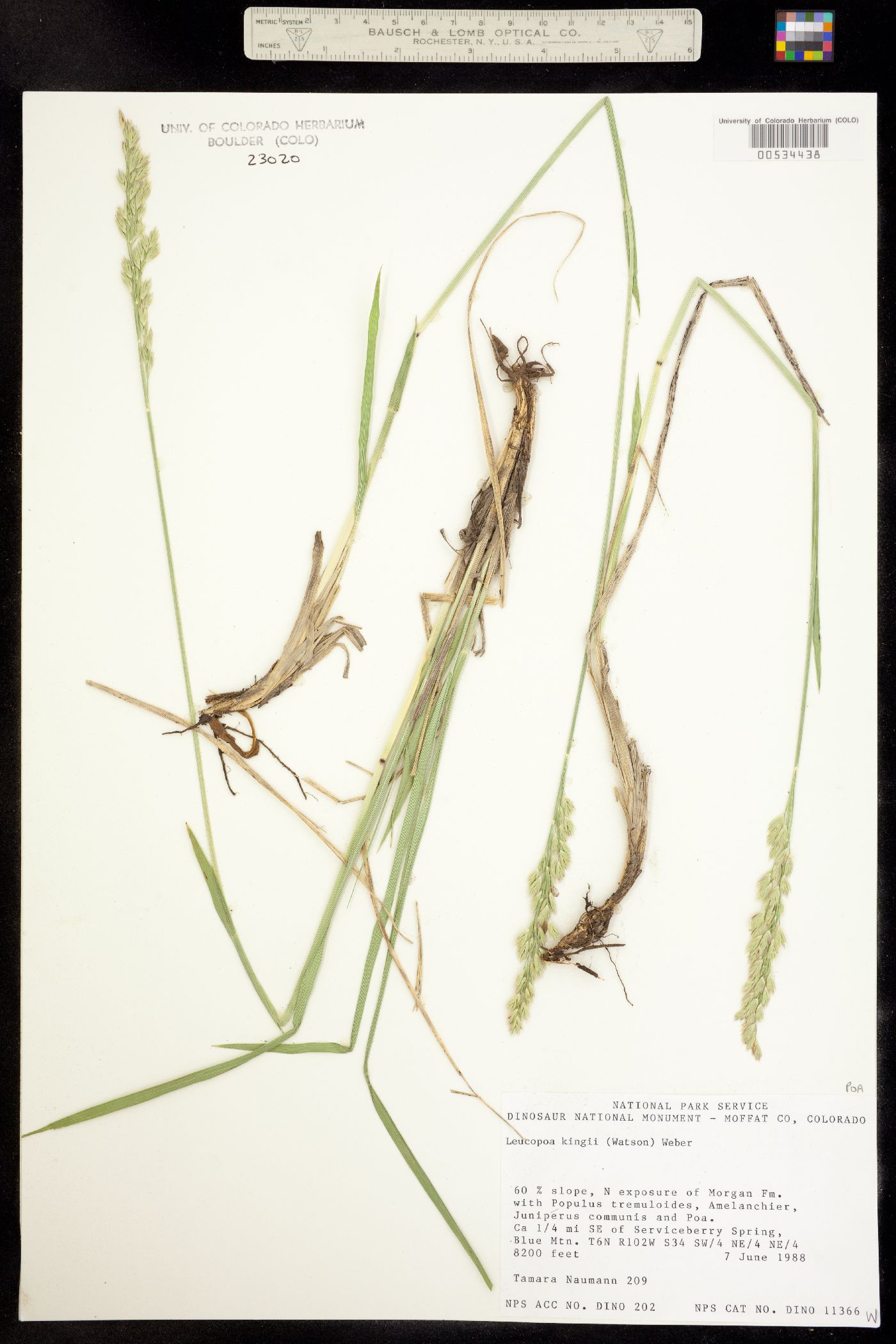 Leucopoa kingii image