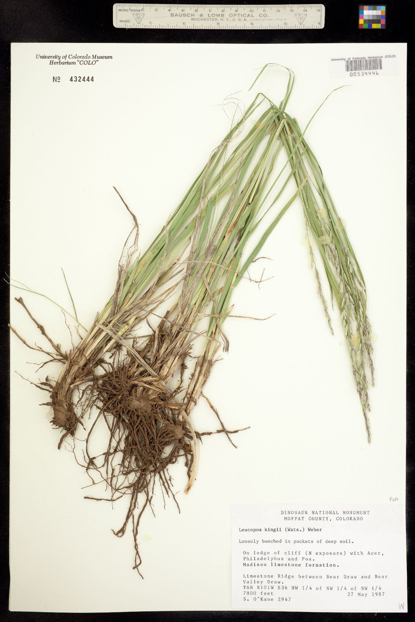 Leucopoa kingii image