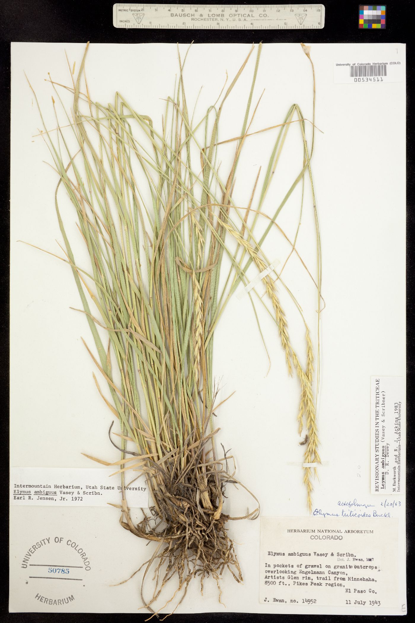 Leymus ambiguus image