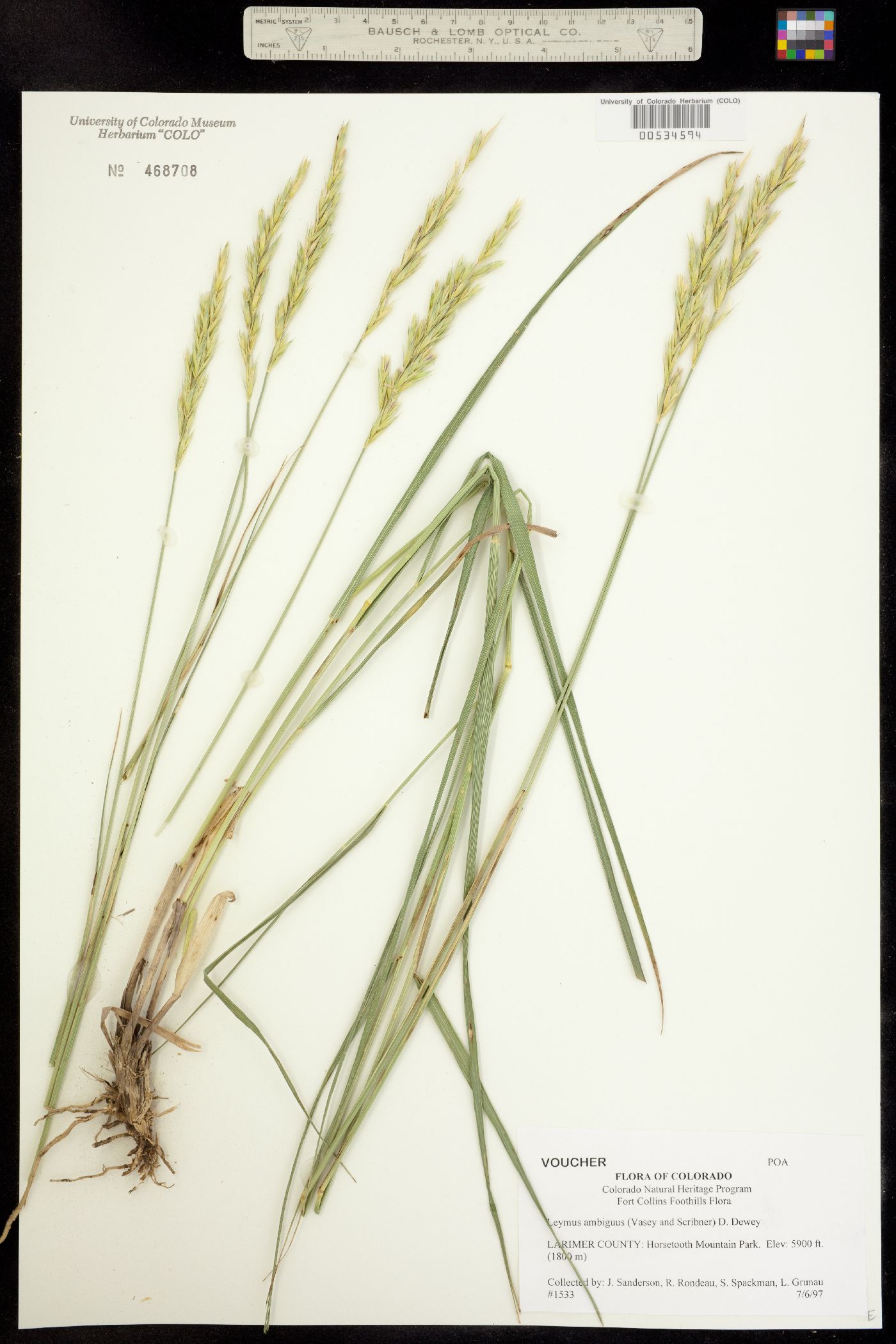 Leymus ambiguus image