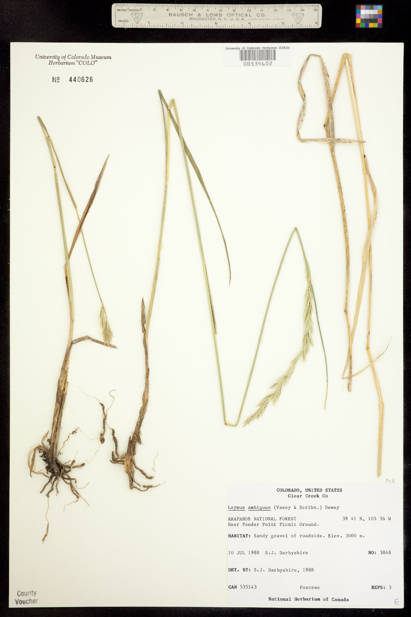 Leymus ambiguus image