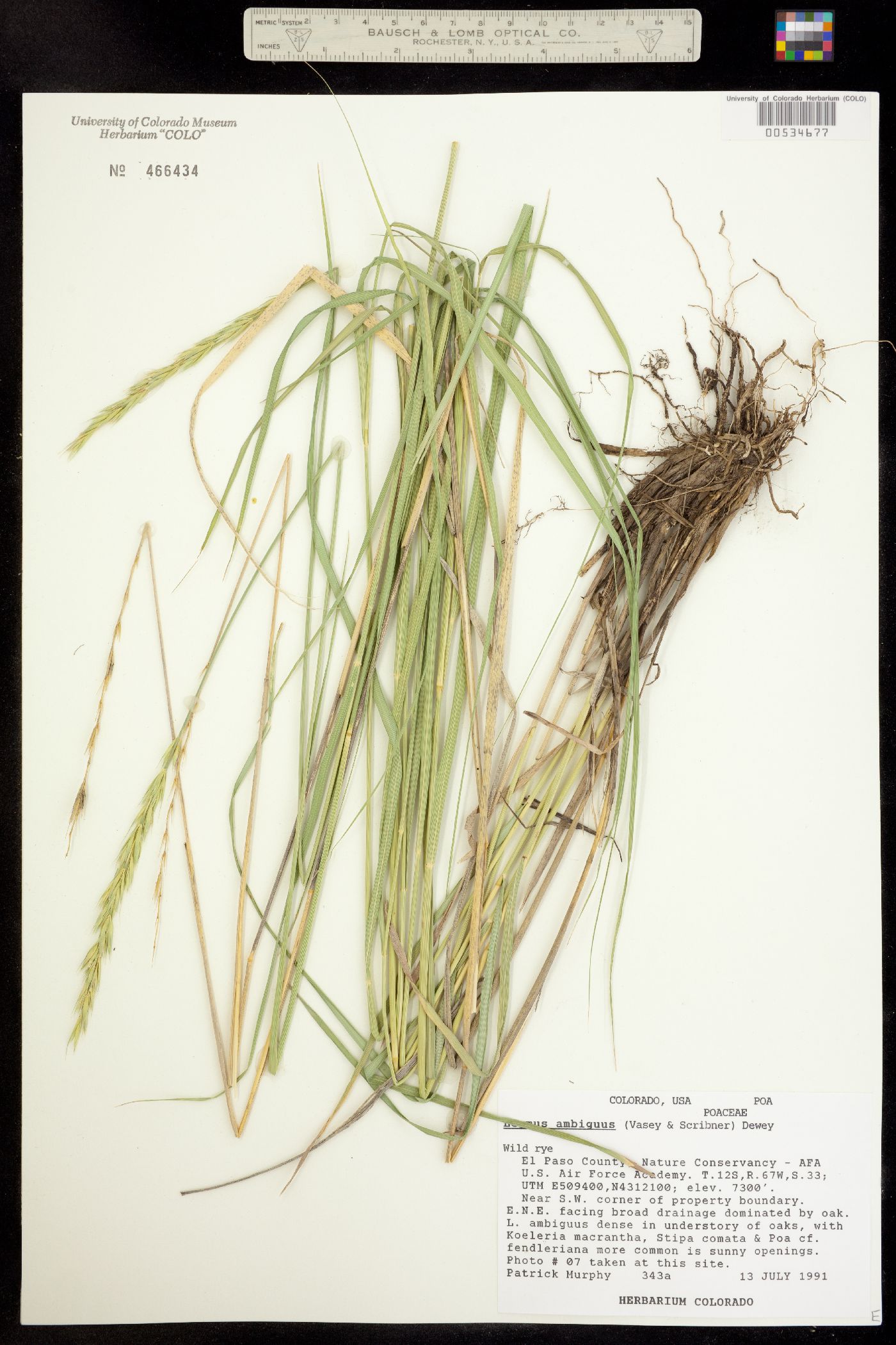 Leymus ambiguus image