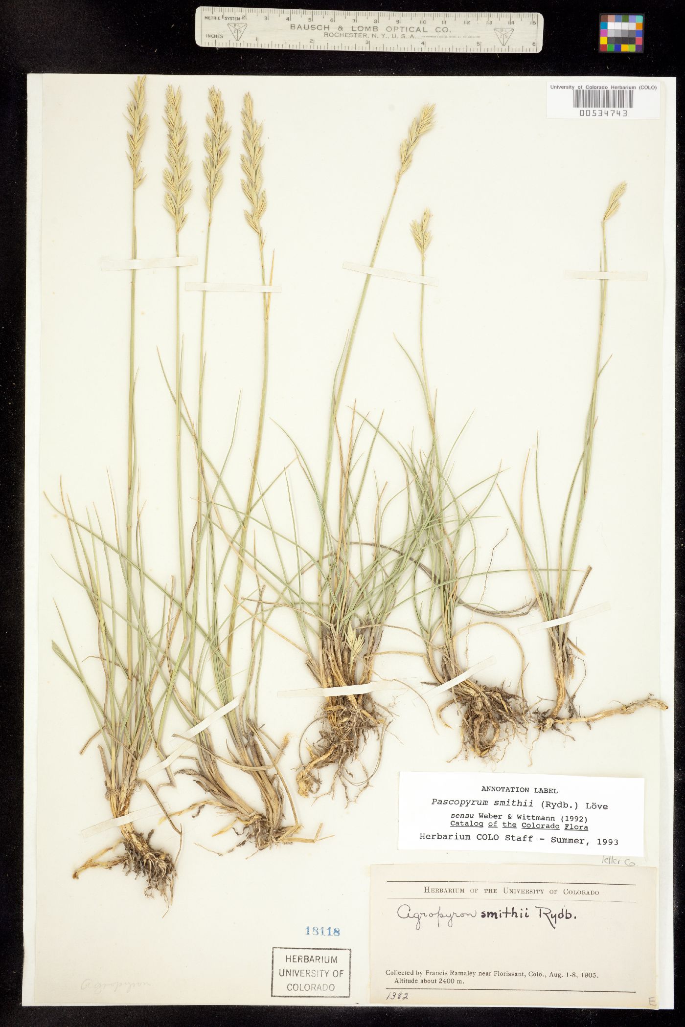 Pascopyrum smithii image