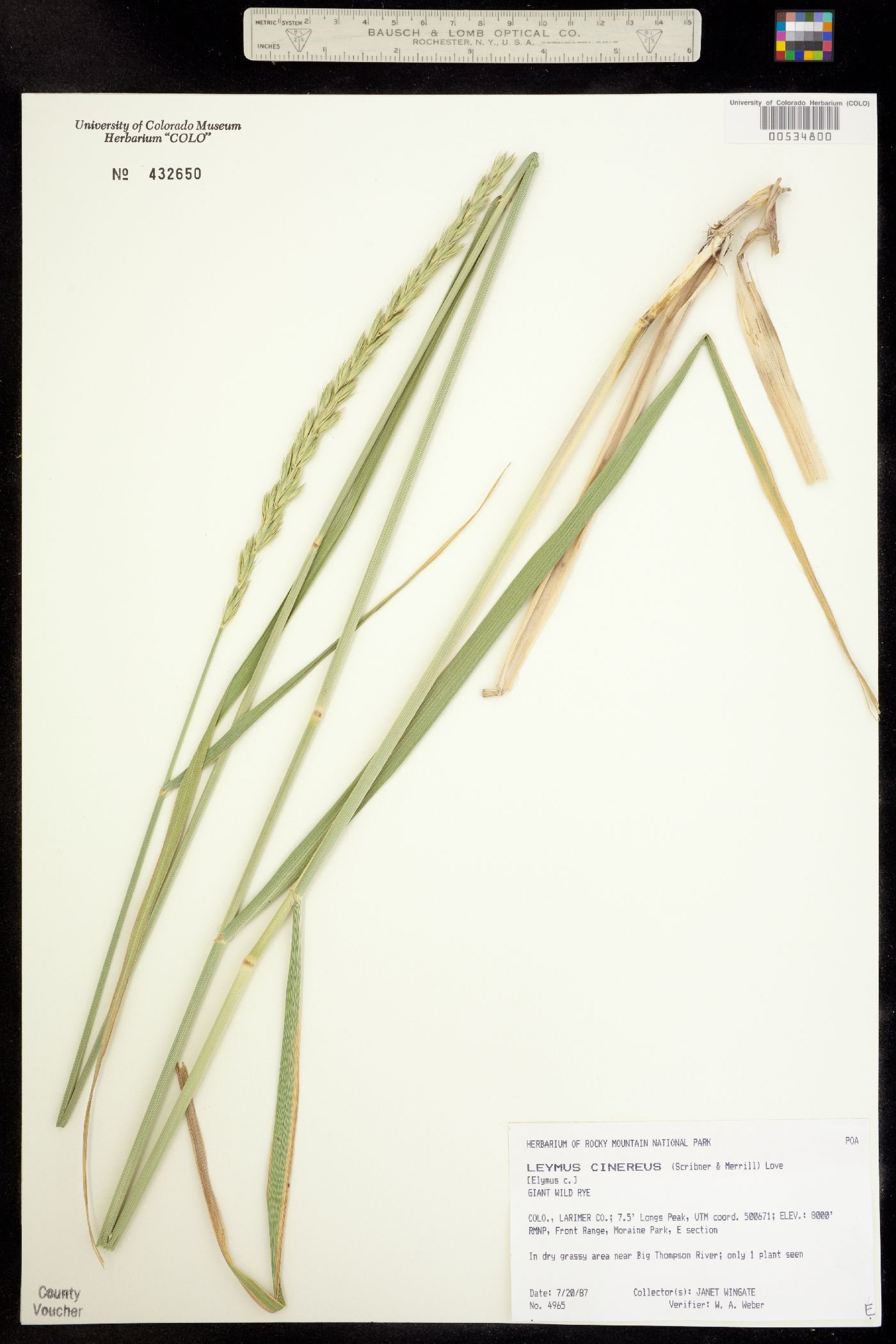 Leymus cinereus image