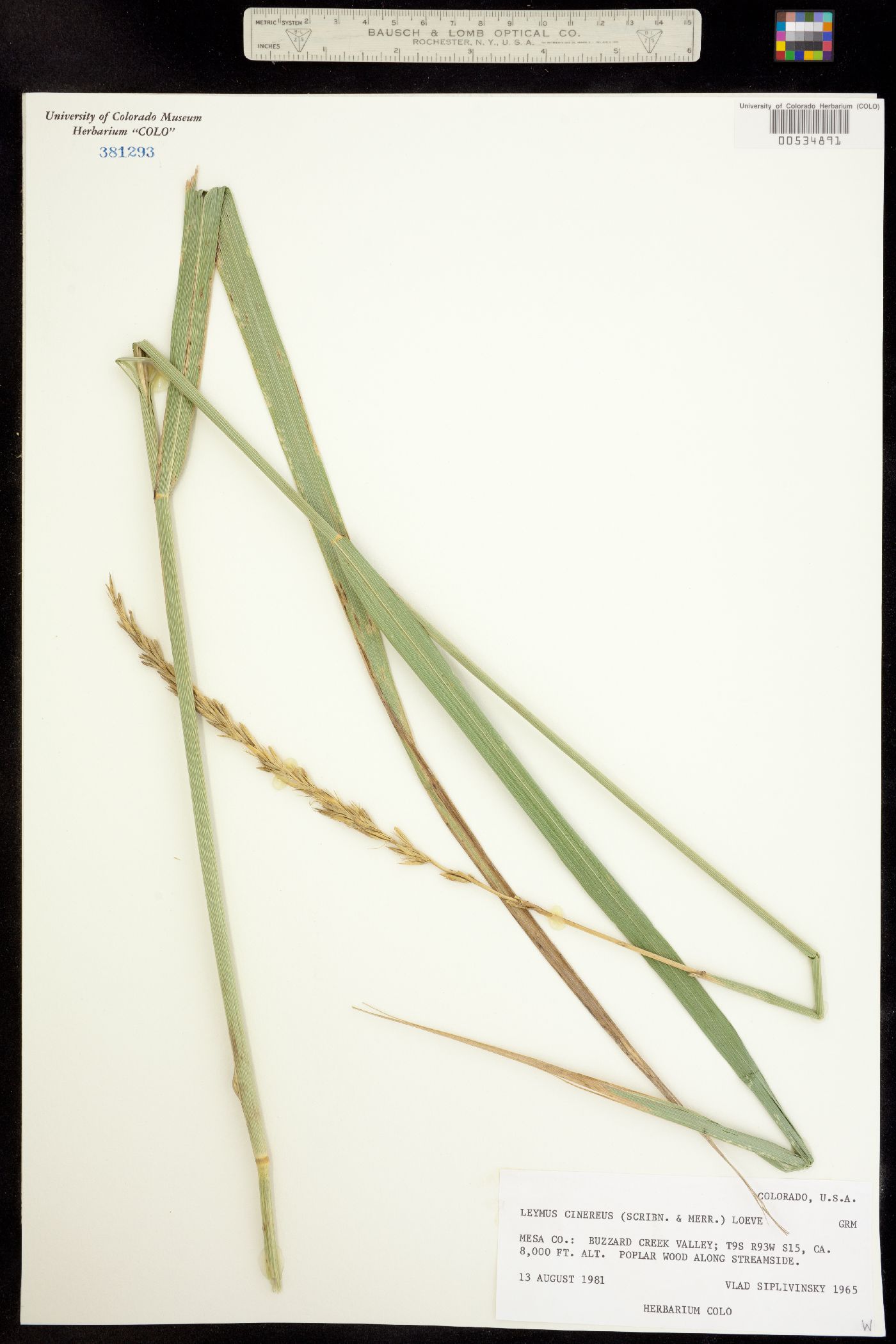 Leymus cinereus image