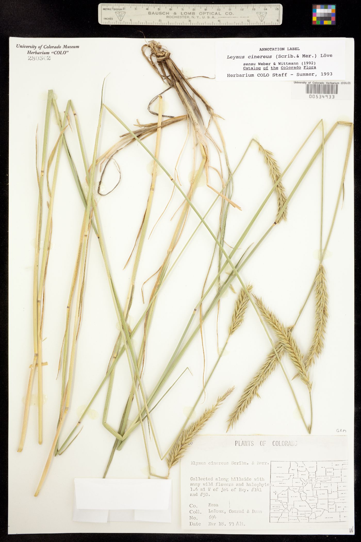 Leymus cinereus image