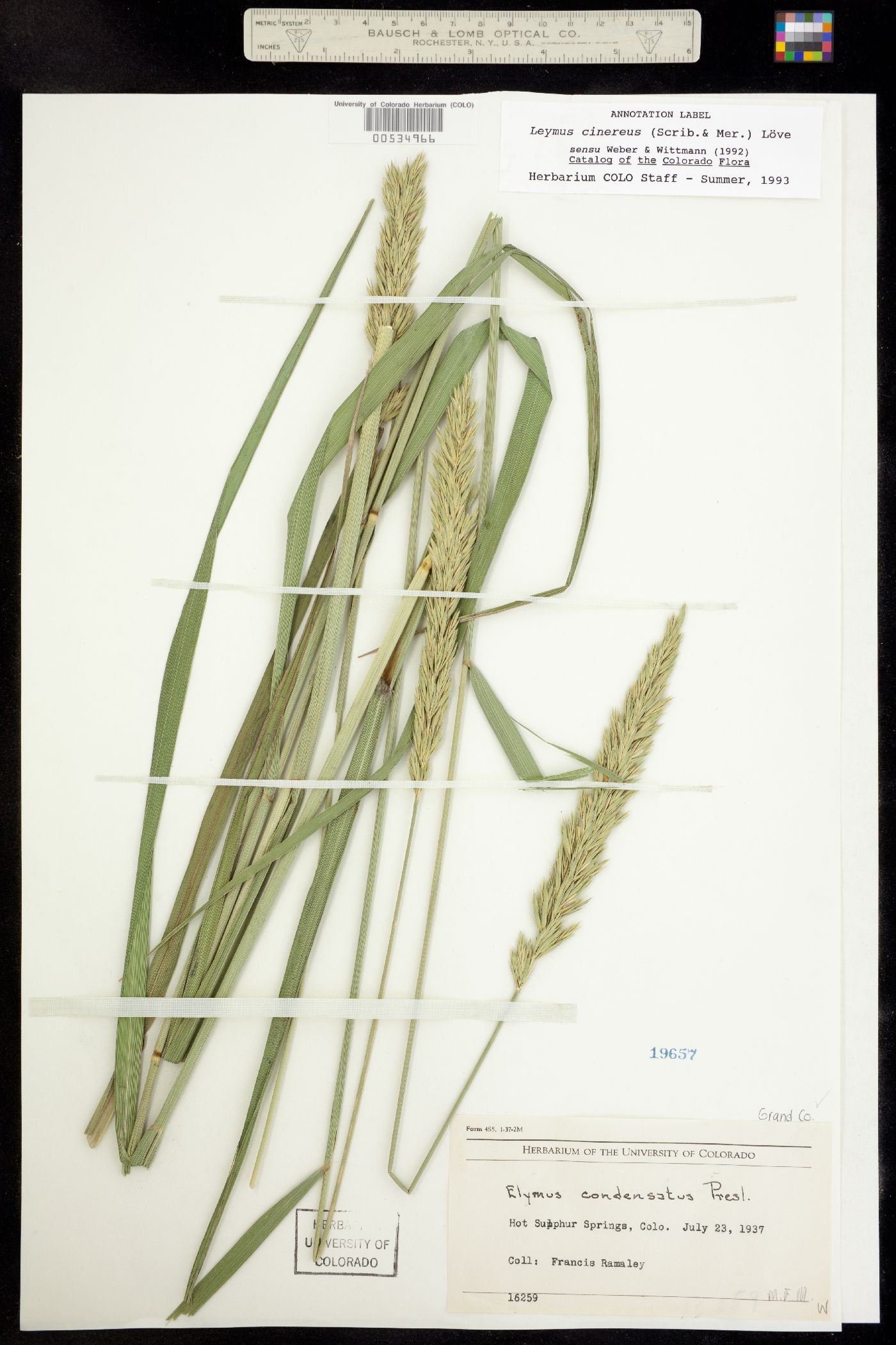 Leymus image
