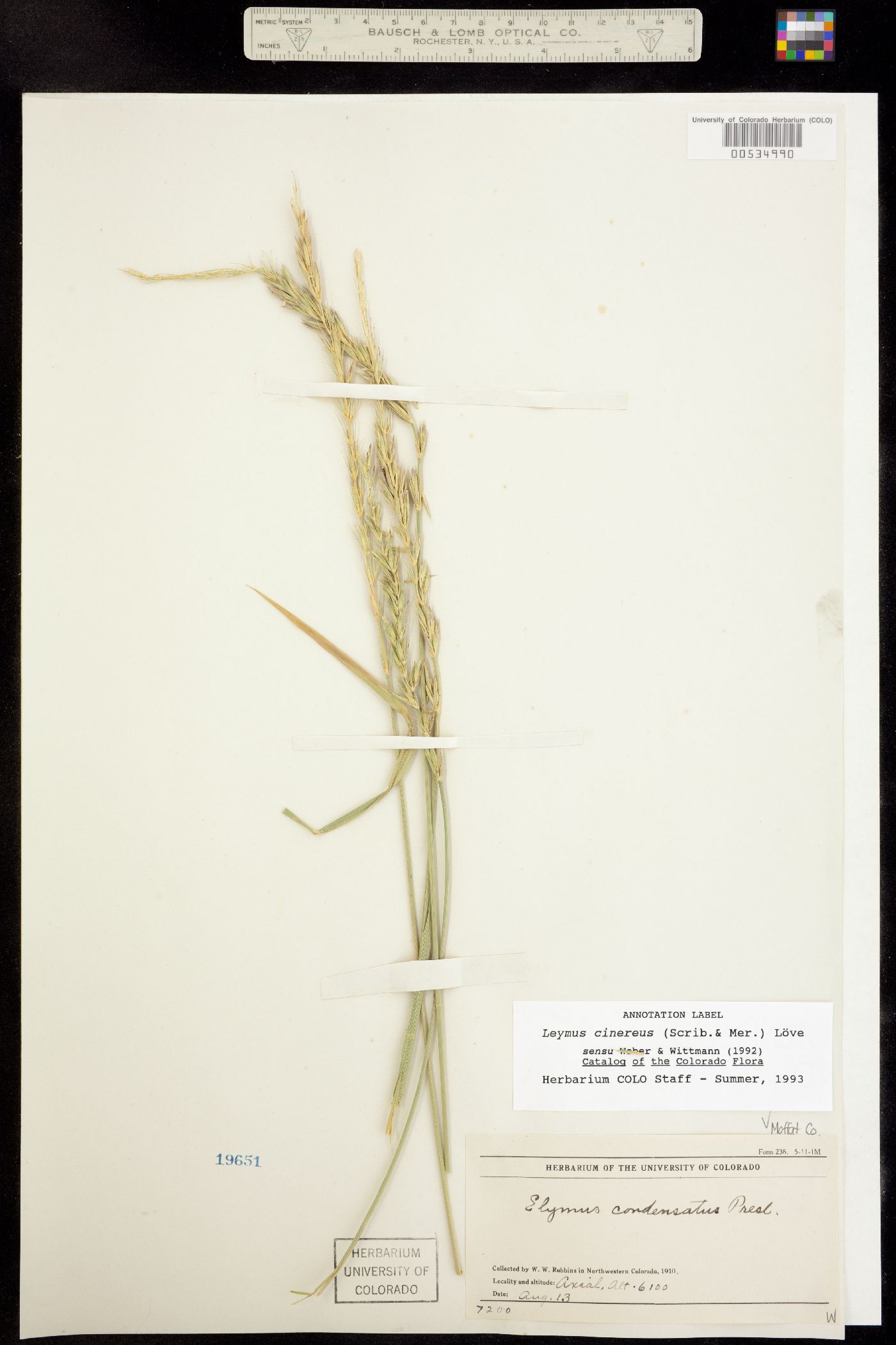 Leymus cinereus image