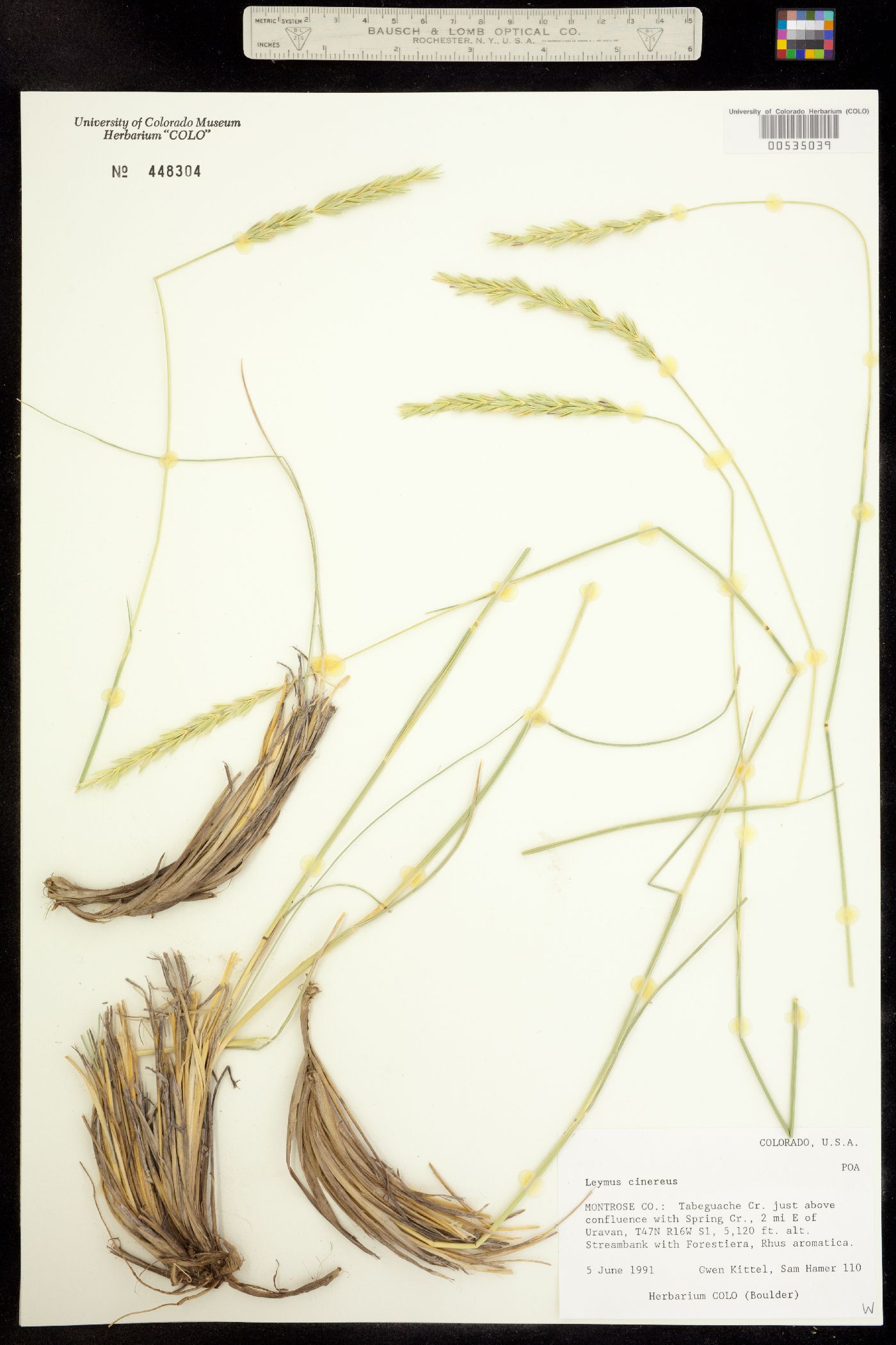 Leymus image