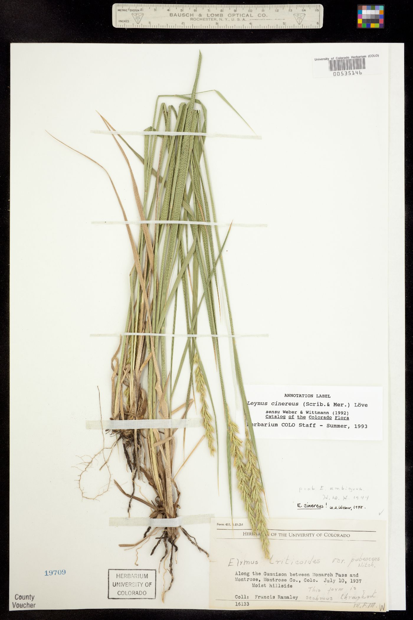 Leymus cinereus image