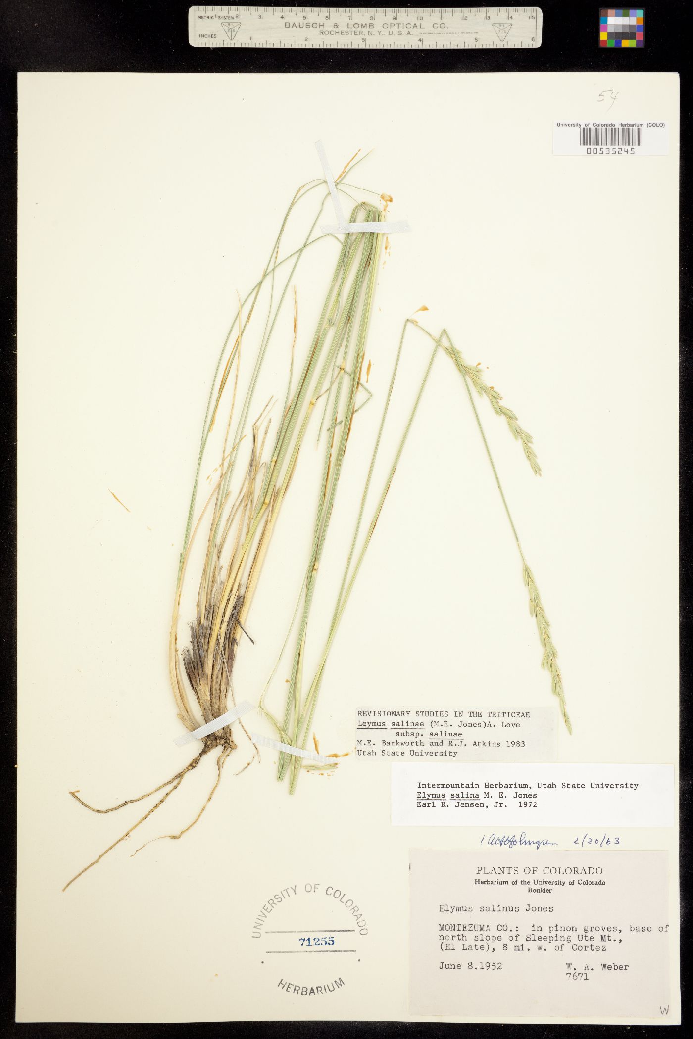 Leymus salina image