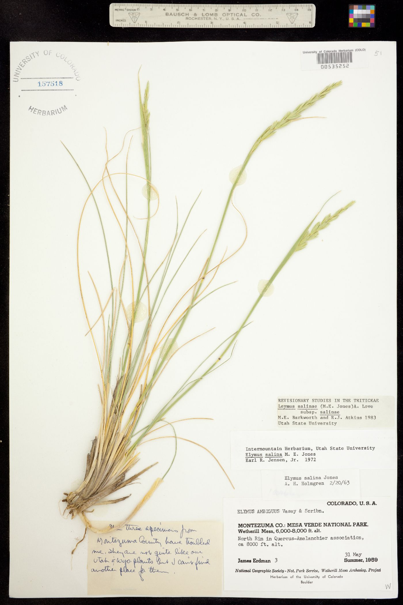 Leymus salina image