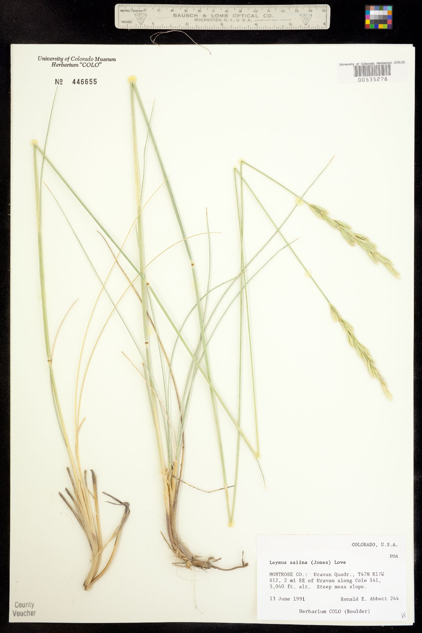 Leymus salina image