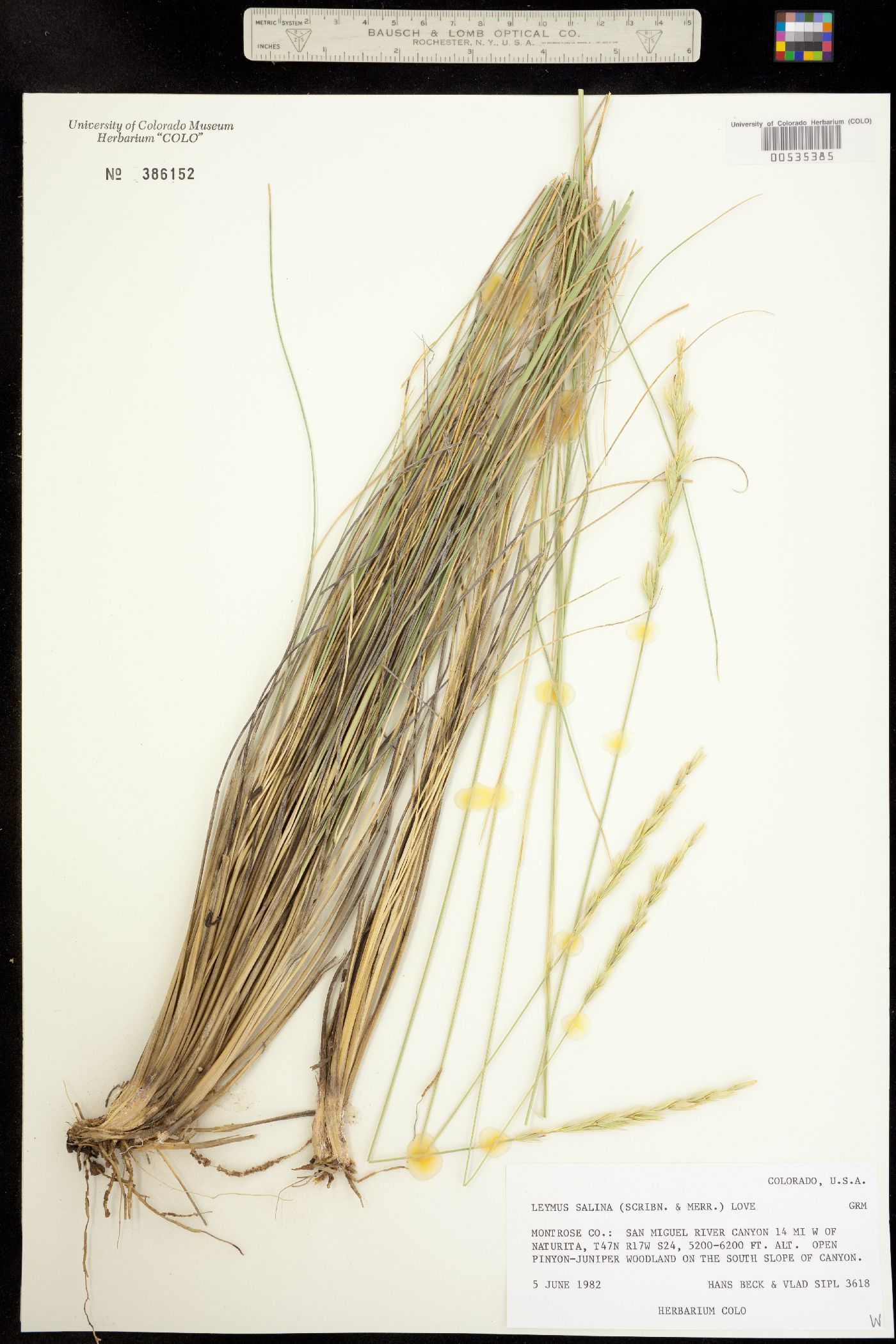 Leymus salina image