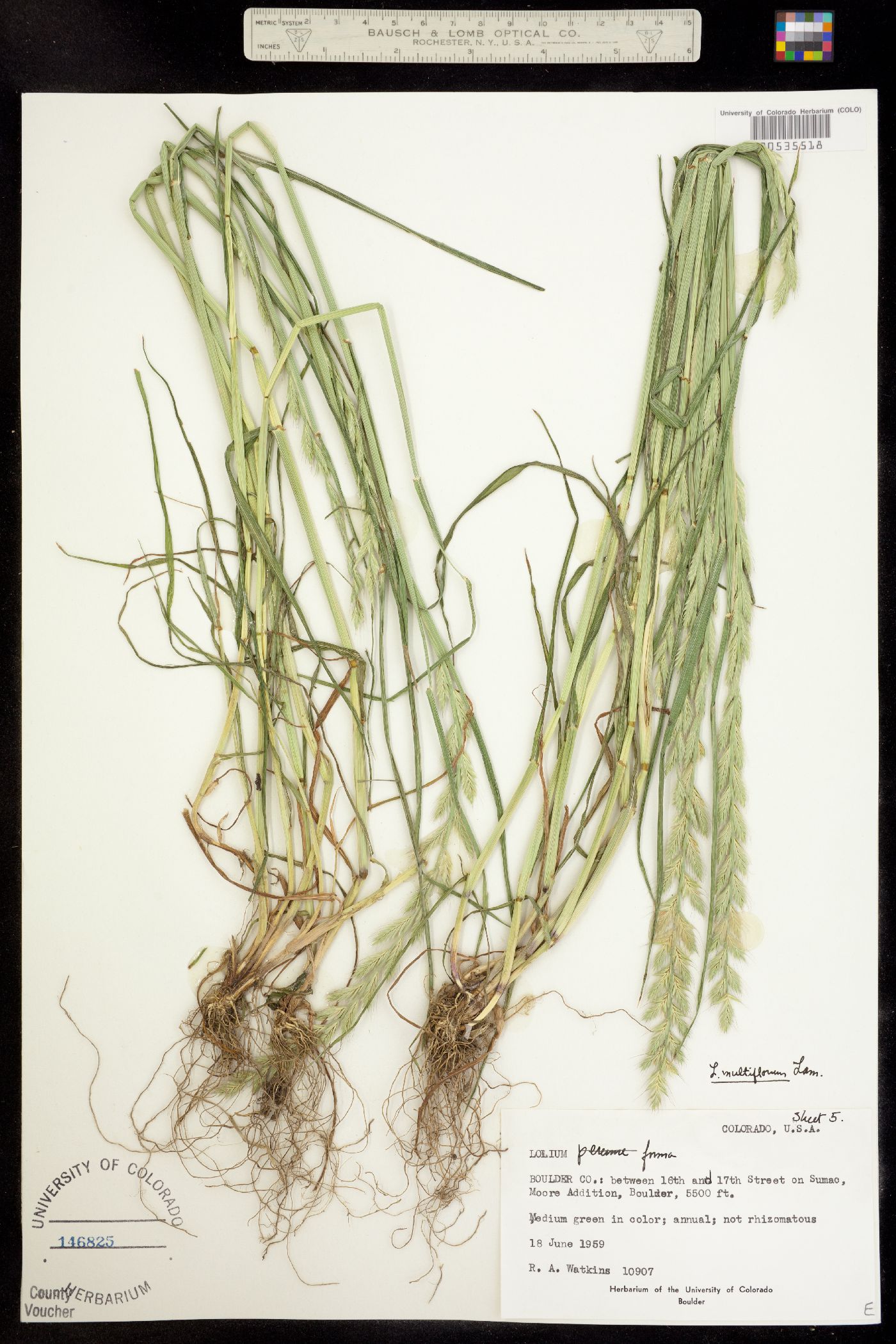 Lolium perenne ssp. italicum image