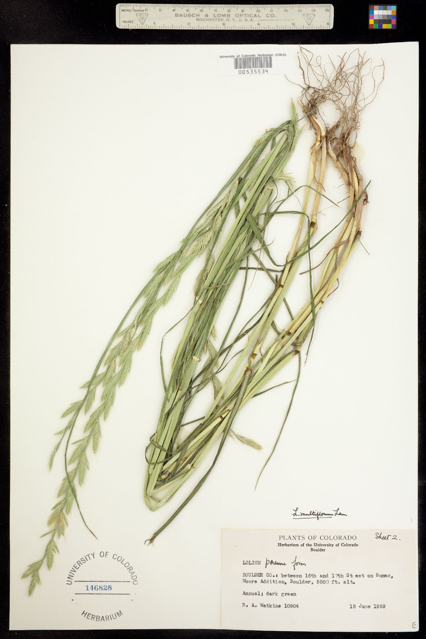 Lolium perenne ssp. italicum image