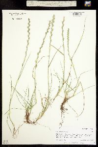 Lolium perenne ssp. italicum image