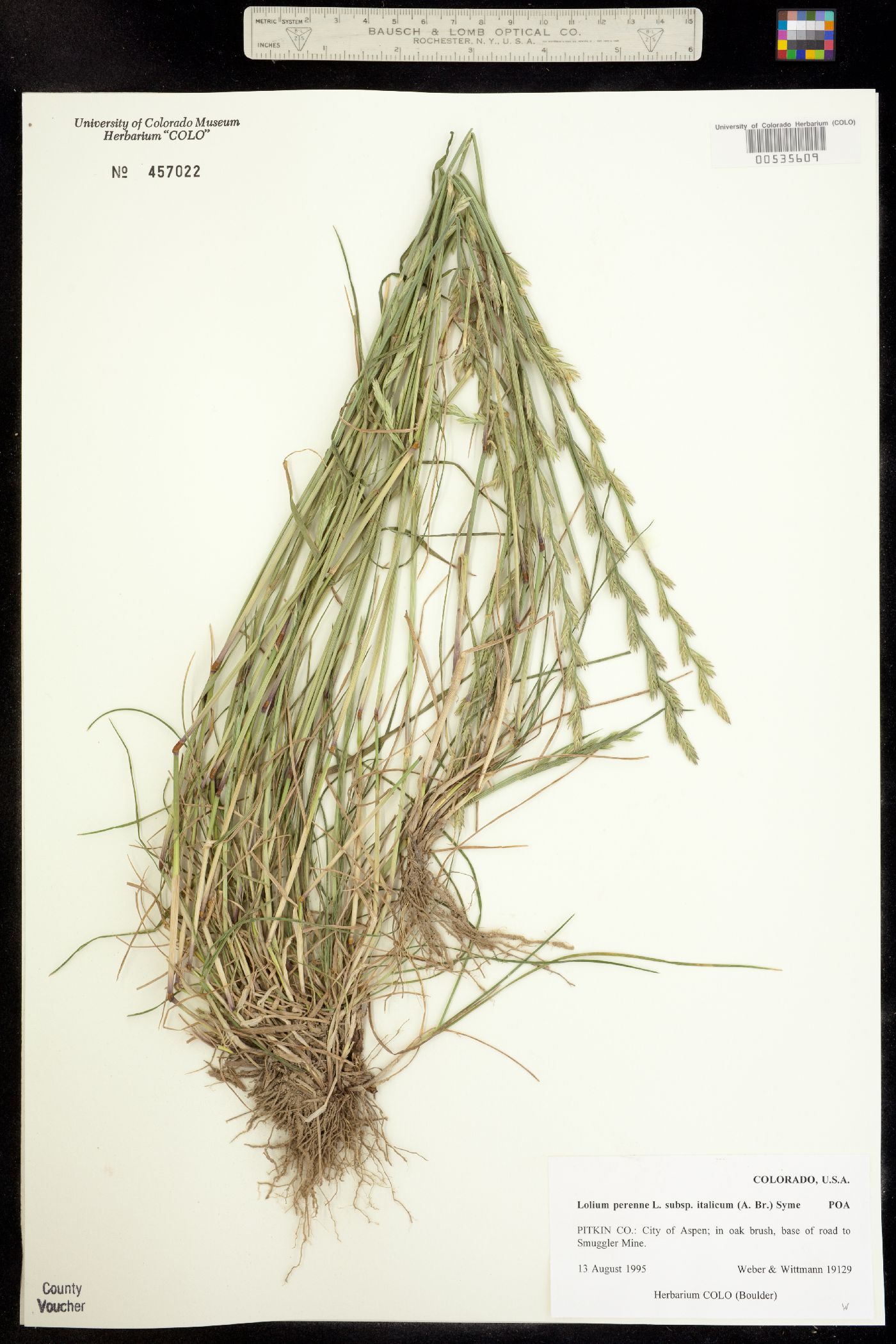 Lolium perenne ssp. italicum image