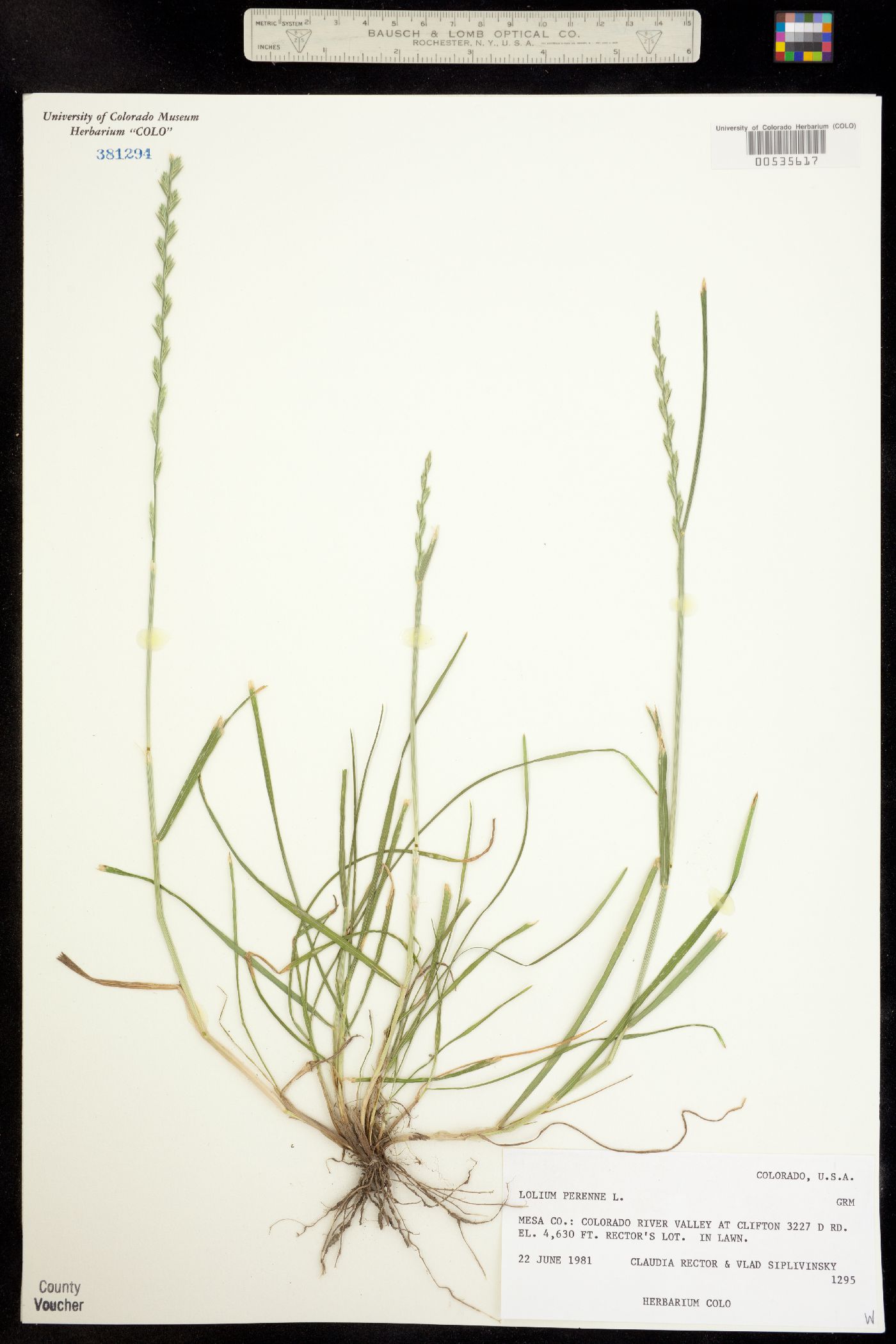 Lolium perenne ssp. italicum image