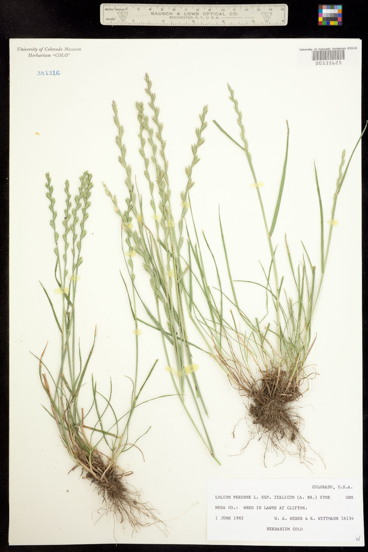 Lolium perenne ssp. italicum image