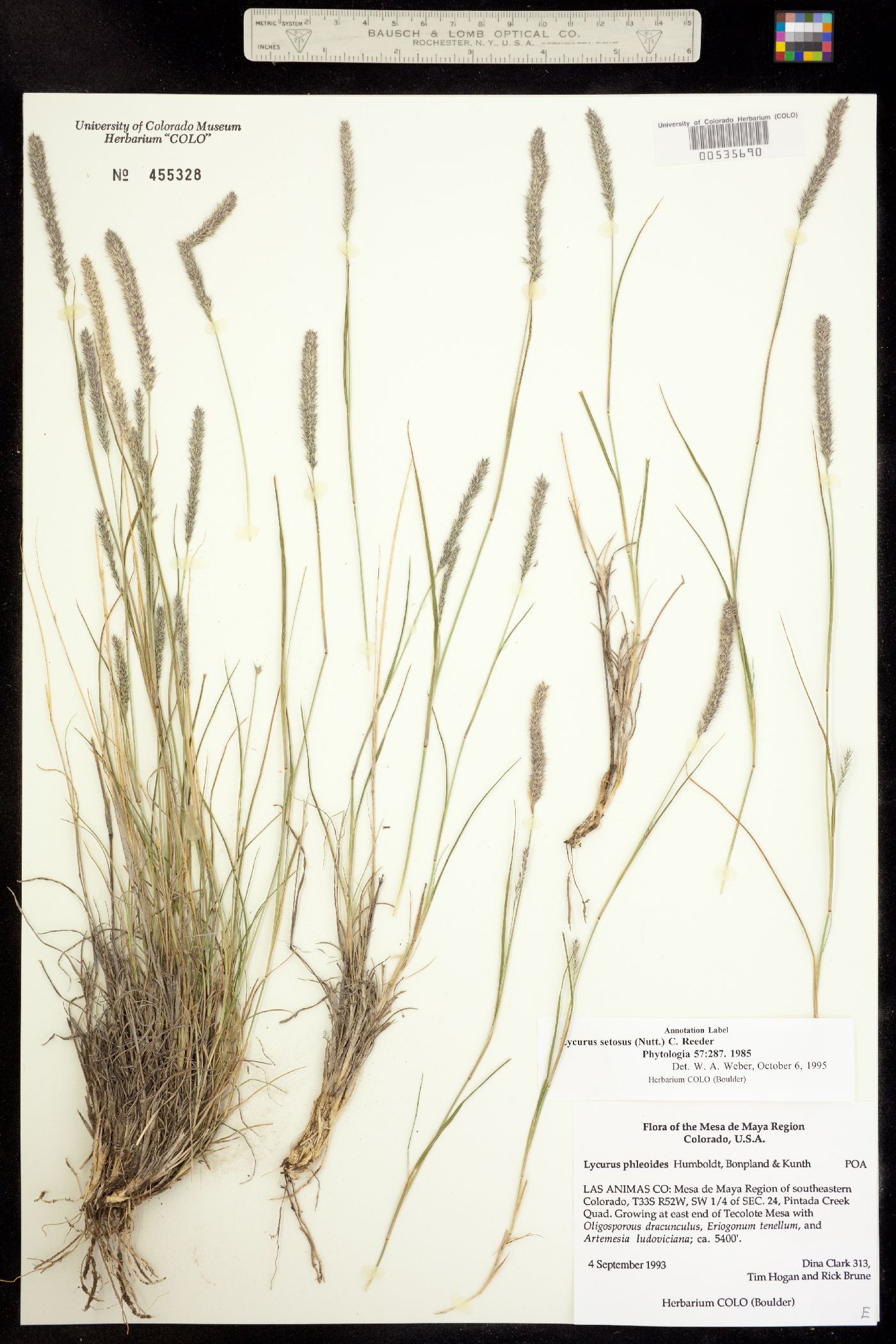 Muhlenbergia alopecuroides image