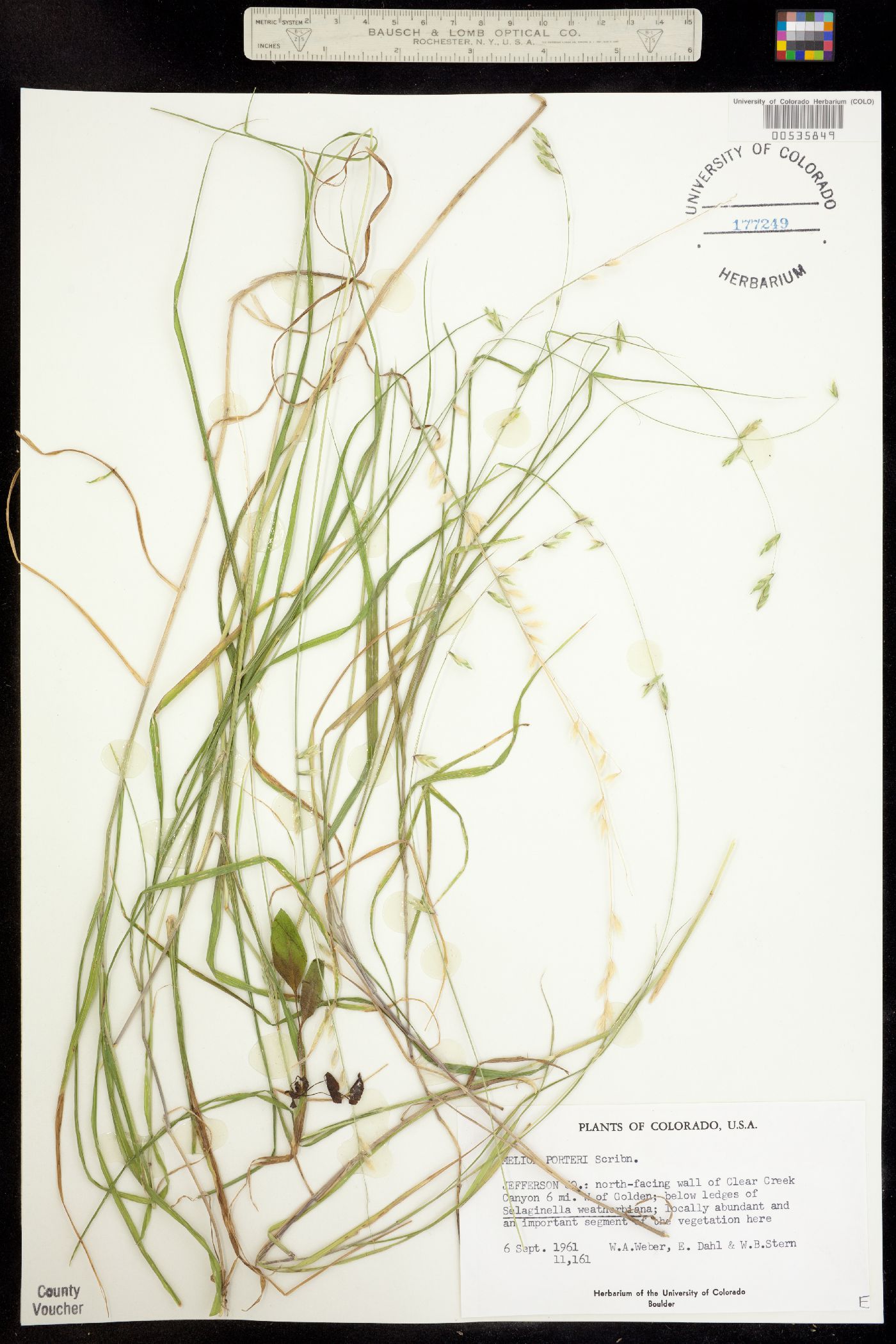 Melica porteri image