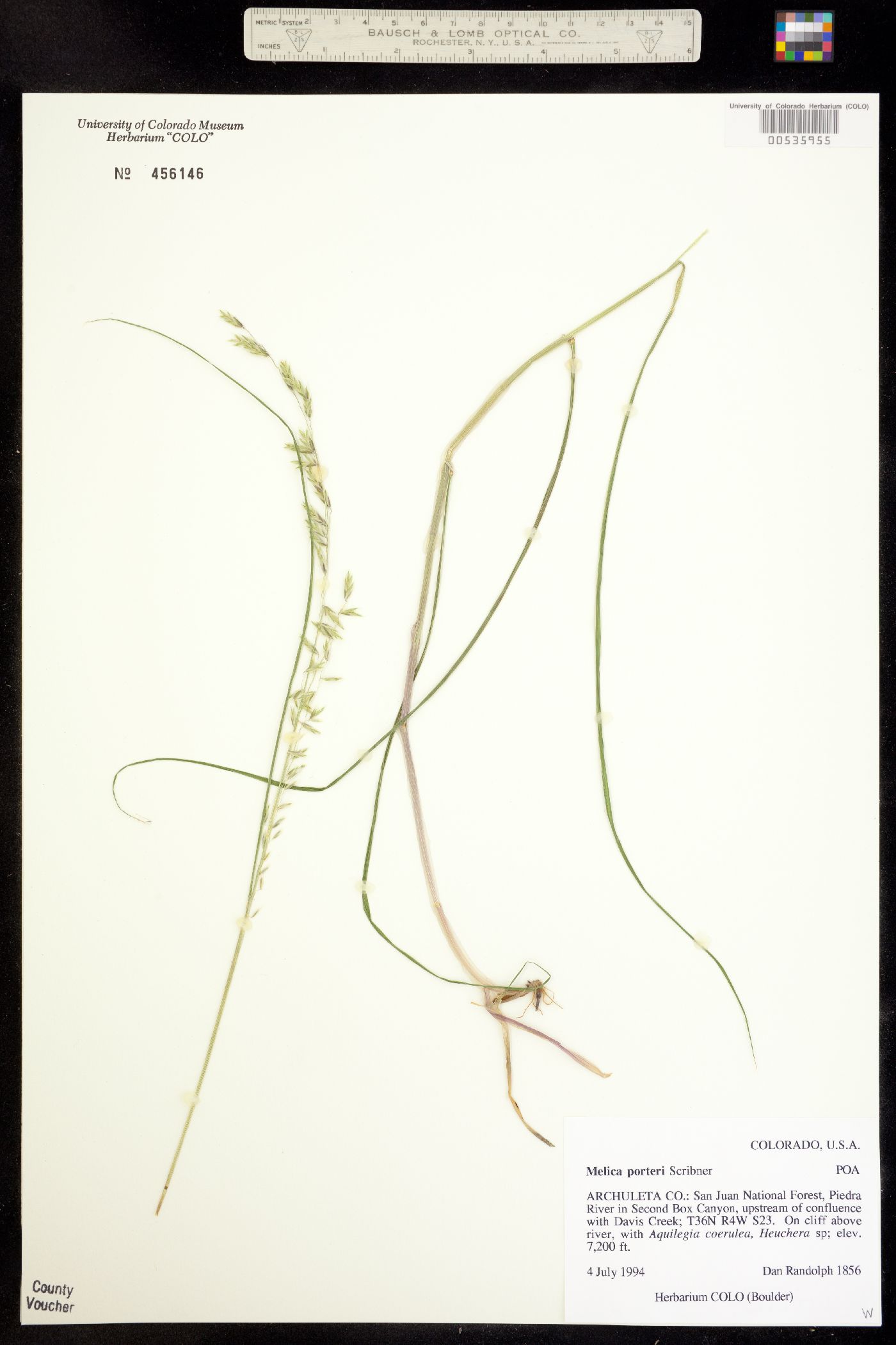 Melica porteri image