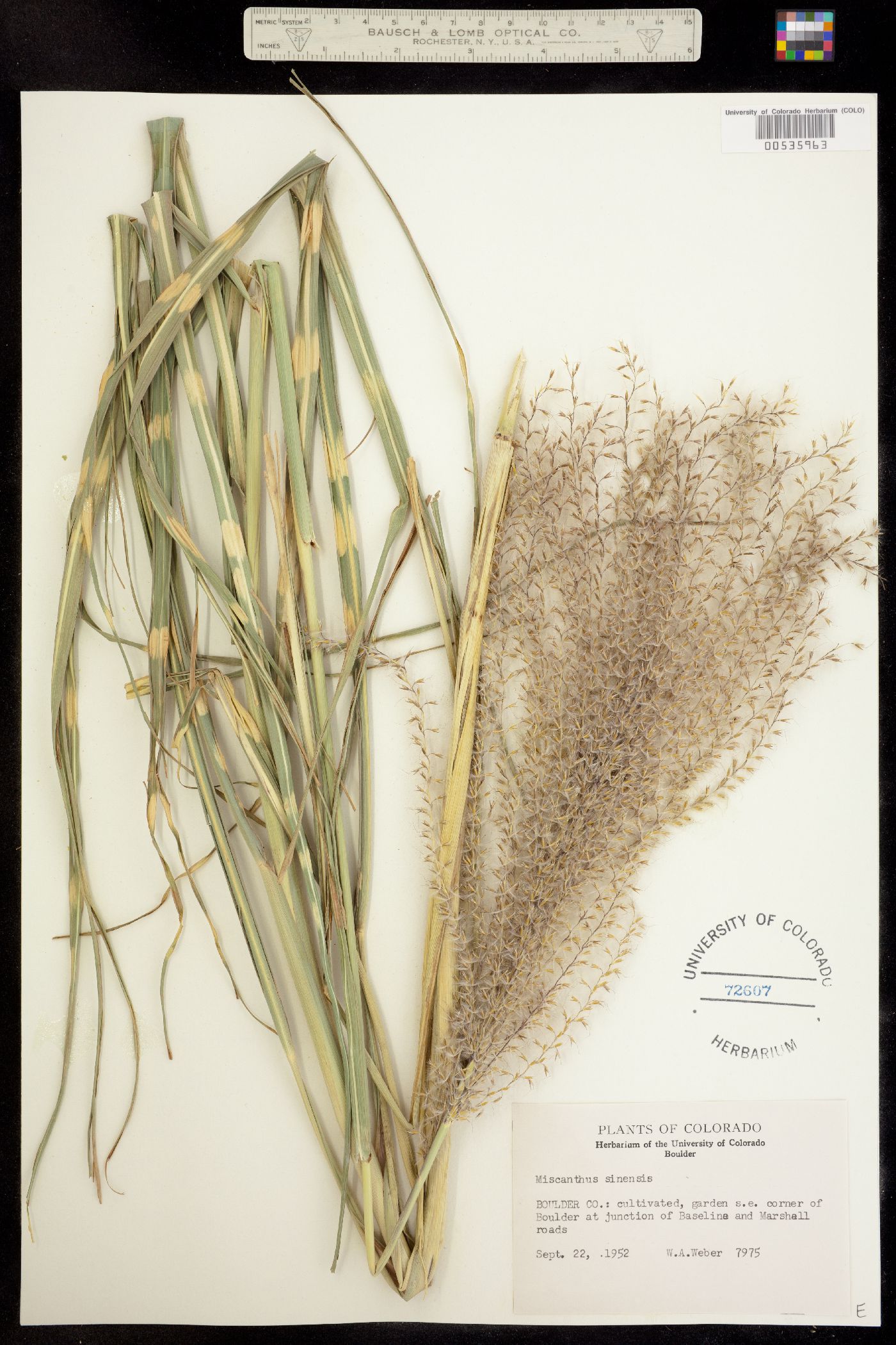 Miscanthus sinensis image