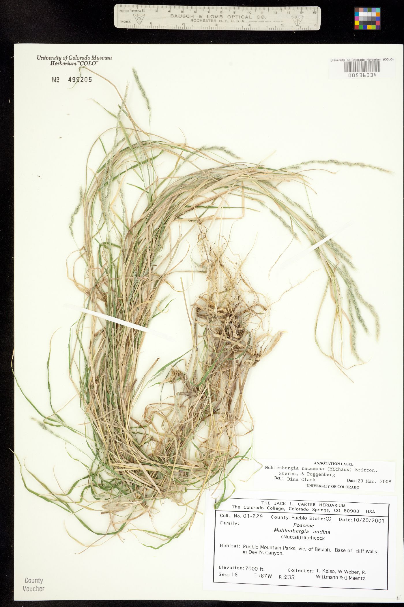 Muhlenbergia racemosa image