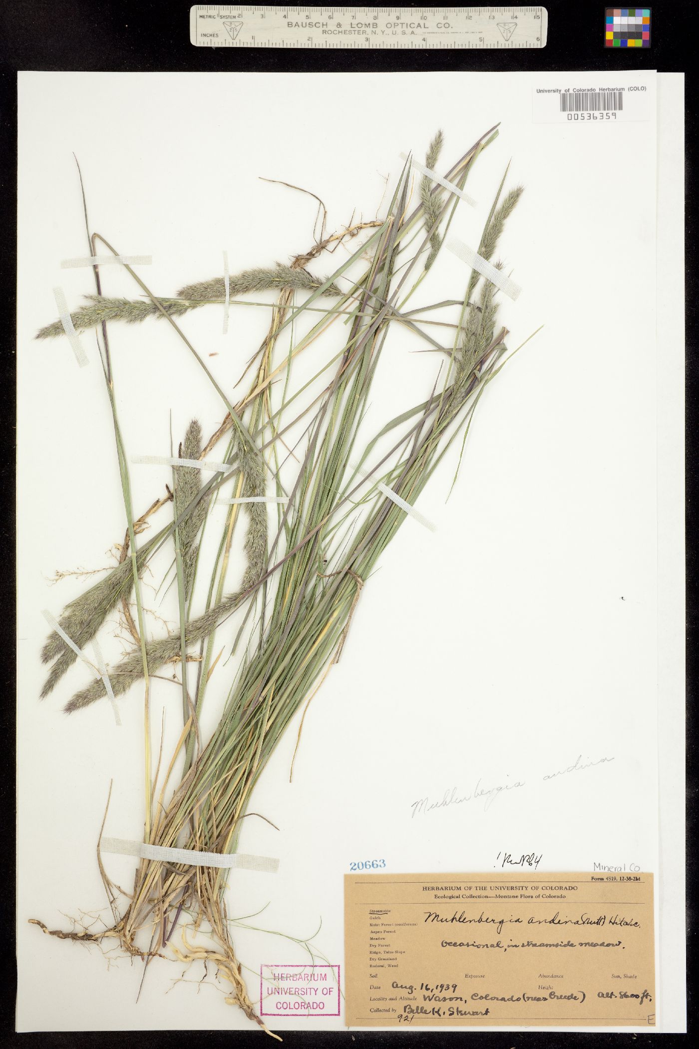 Muhlenbergia andina image