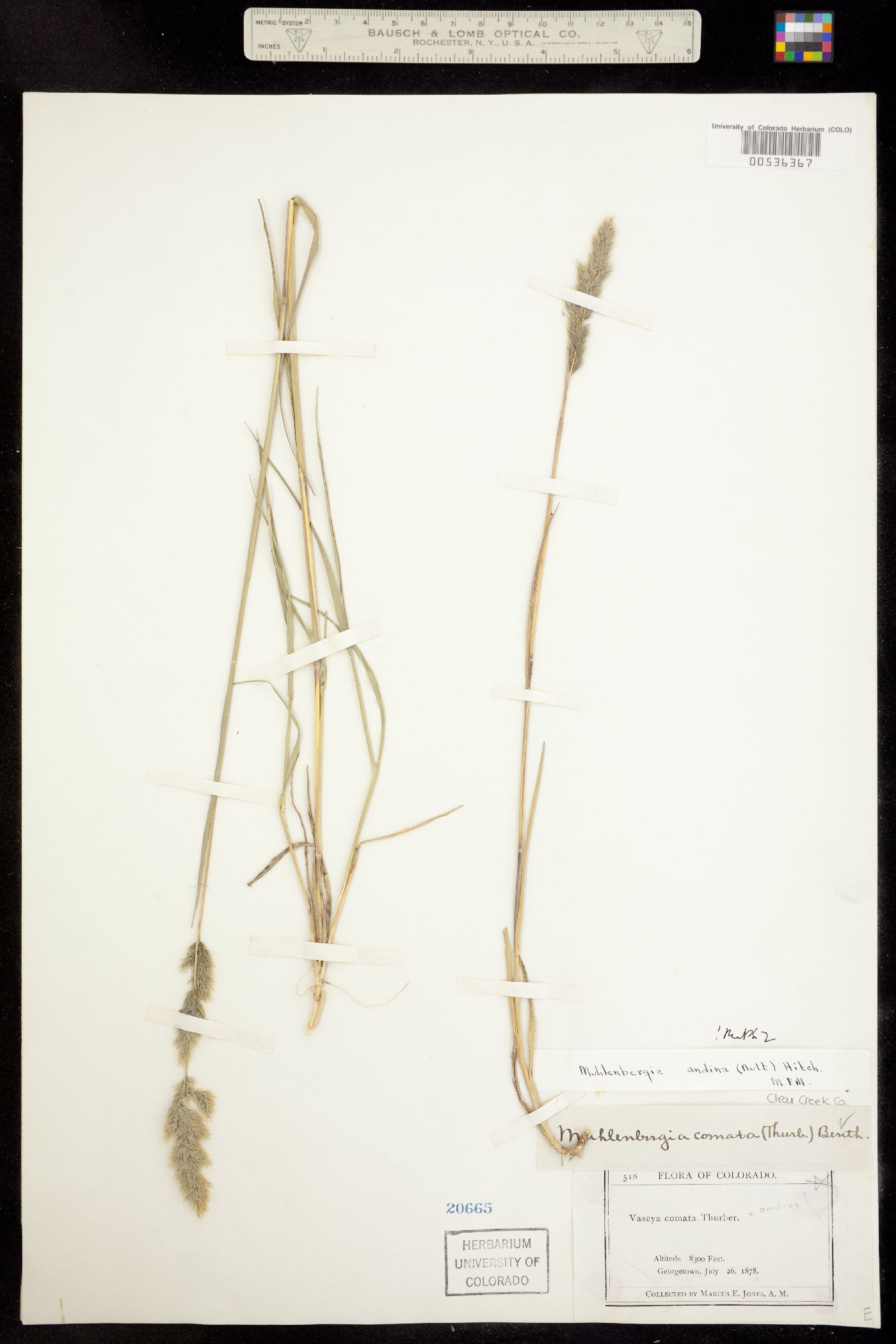 Muhlenbergia andina image