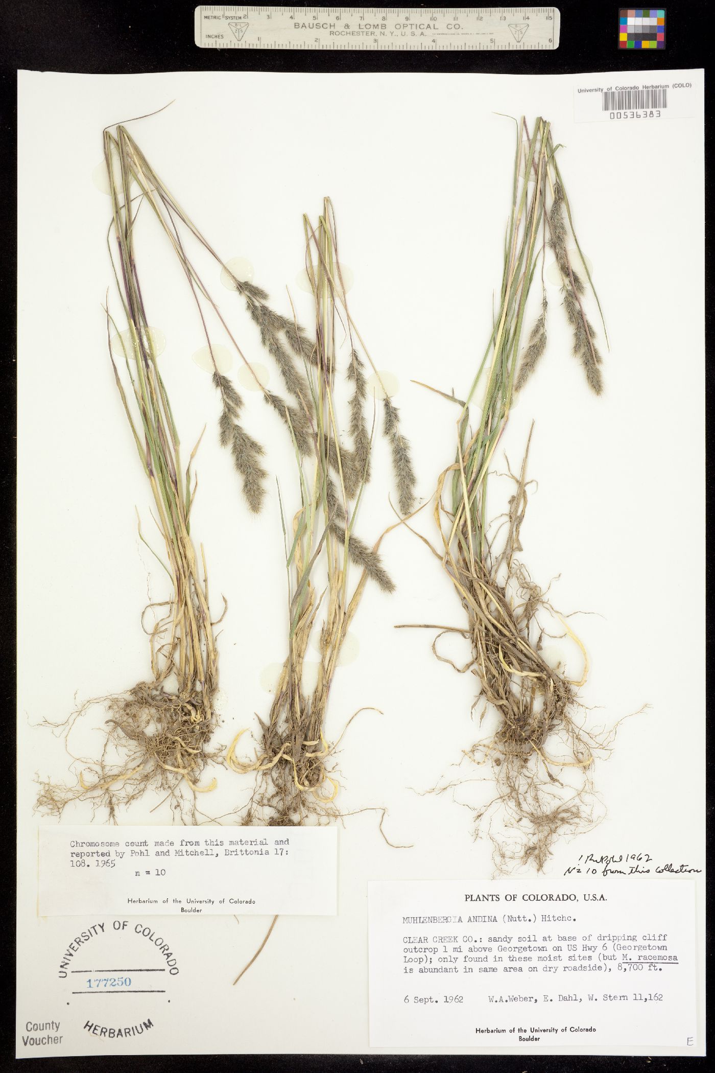 Muhlenbergia andina image