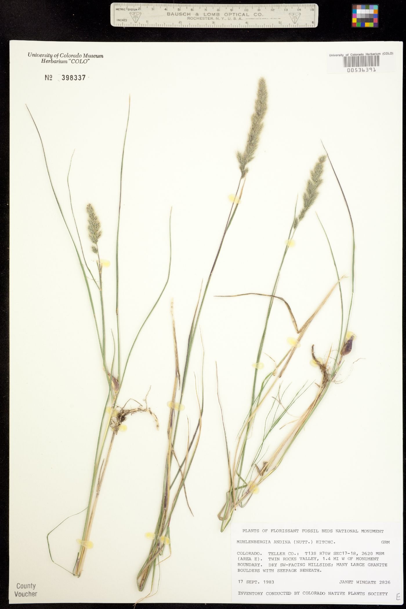 Muhlenbergia andina image
