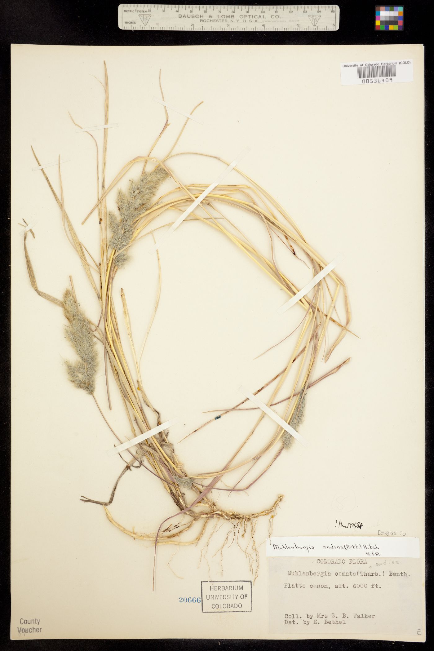 Muhlenbergia andina image