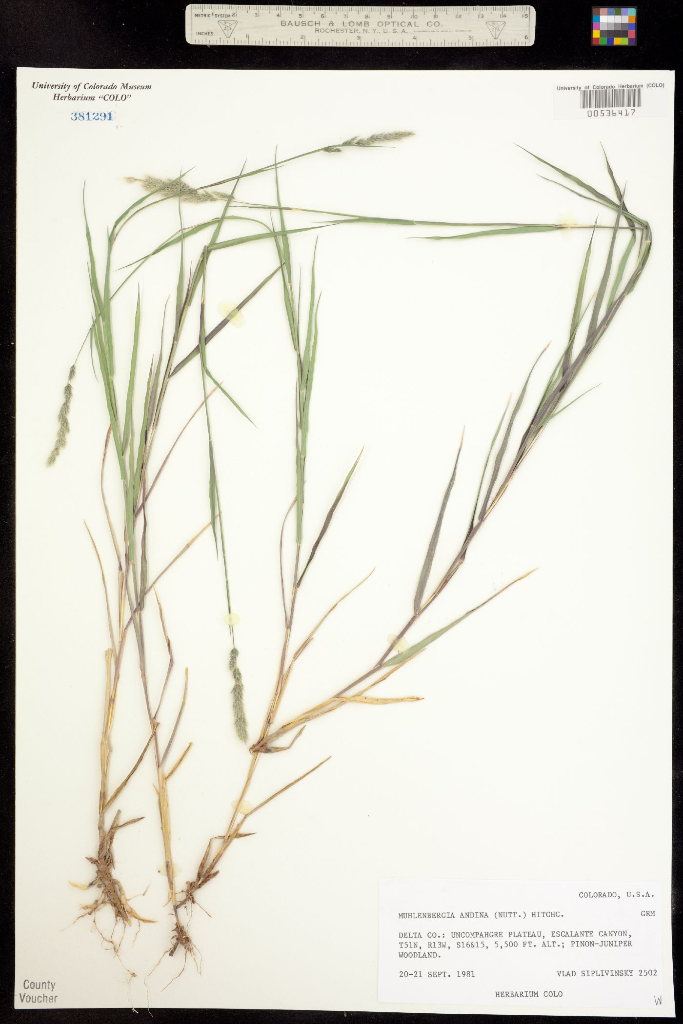 Muhlenbergia andina image