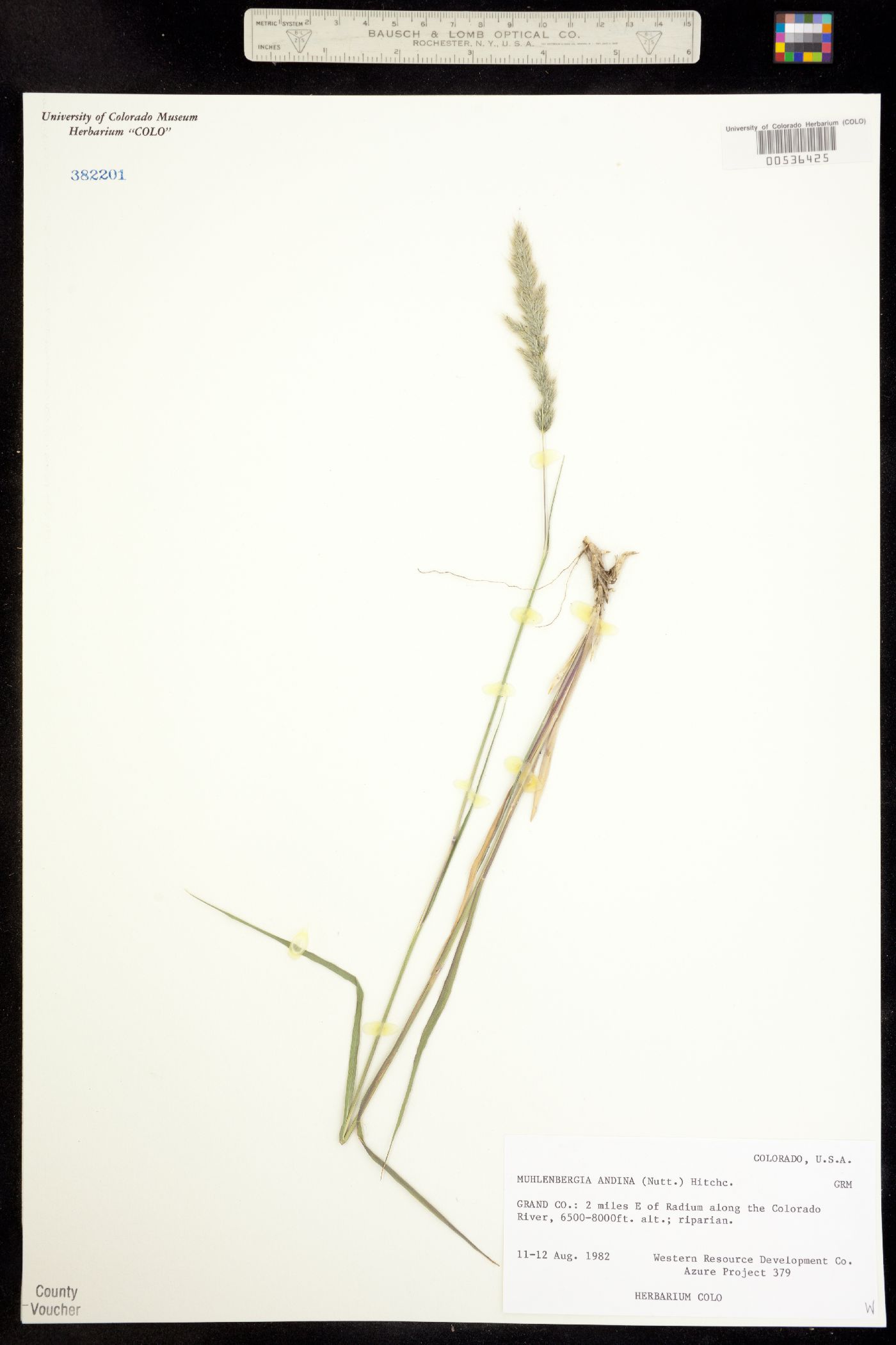 Muhlenbergia andina image