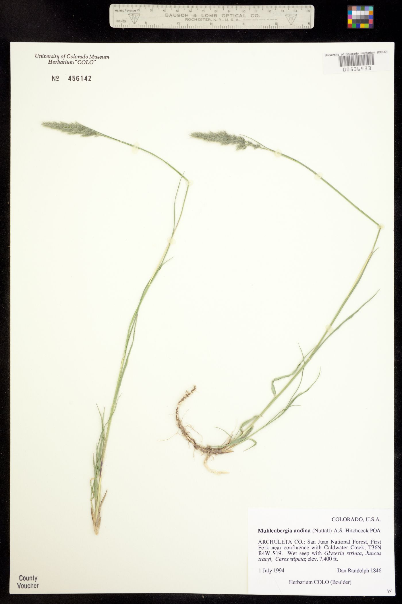 Muhlenbergia andina image